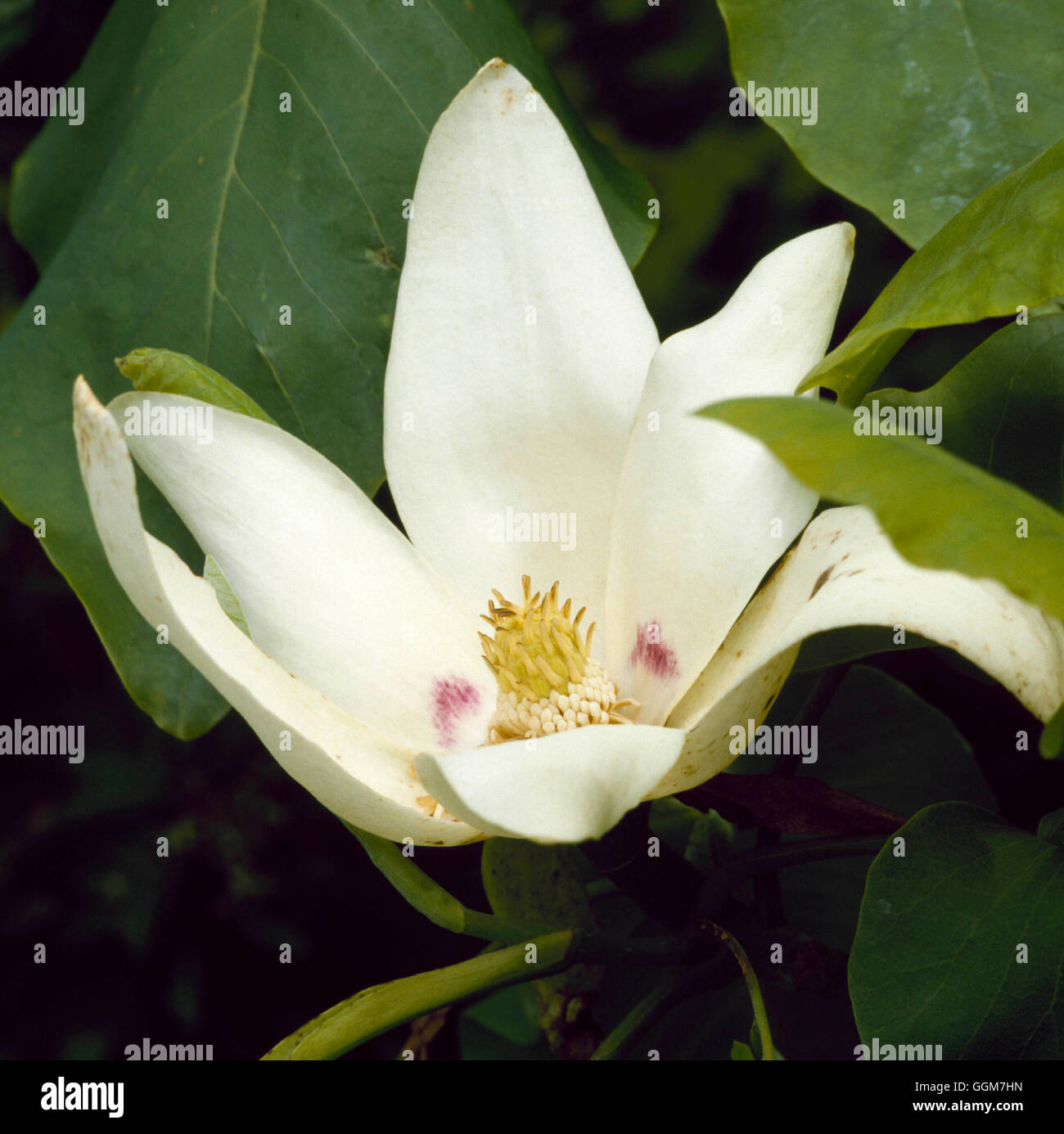 Magnolia macrophylla - subsp. ashei TRS036190 Foto Stock