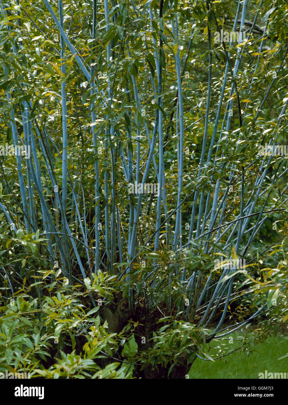 Salix daphnoides - Viola Willow TRS038314 Foto Stock