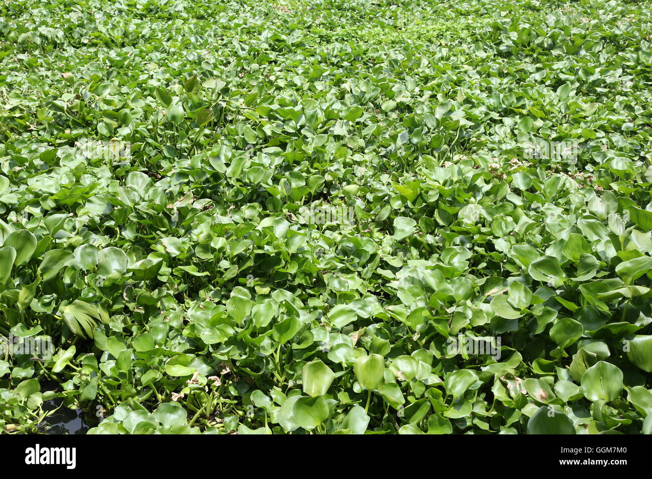 Giacinto di acqua pianta sta crescendo in canal max spazio per il design dello sfondo e il concetto di ambiente naturale. Foto Stock