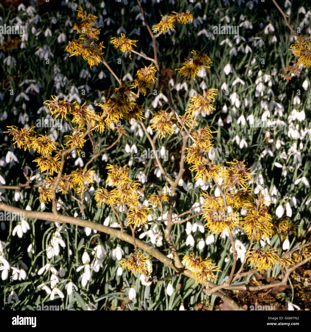 Hamamelis x intermedia - "Pallida' AGM underplanted con Galanthus 'Mmagnete' AGM TRS081815 Phot Foto Stock