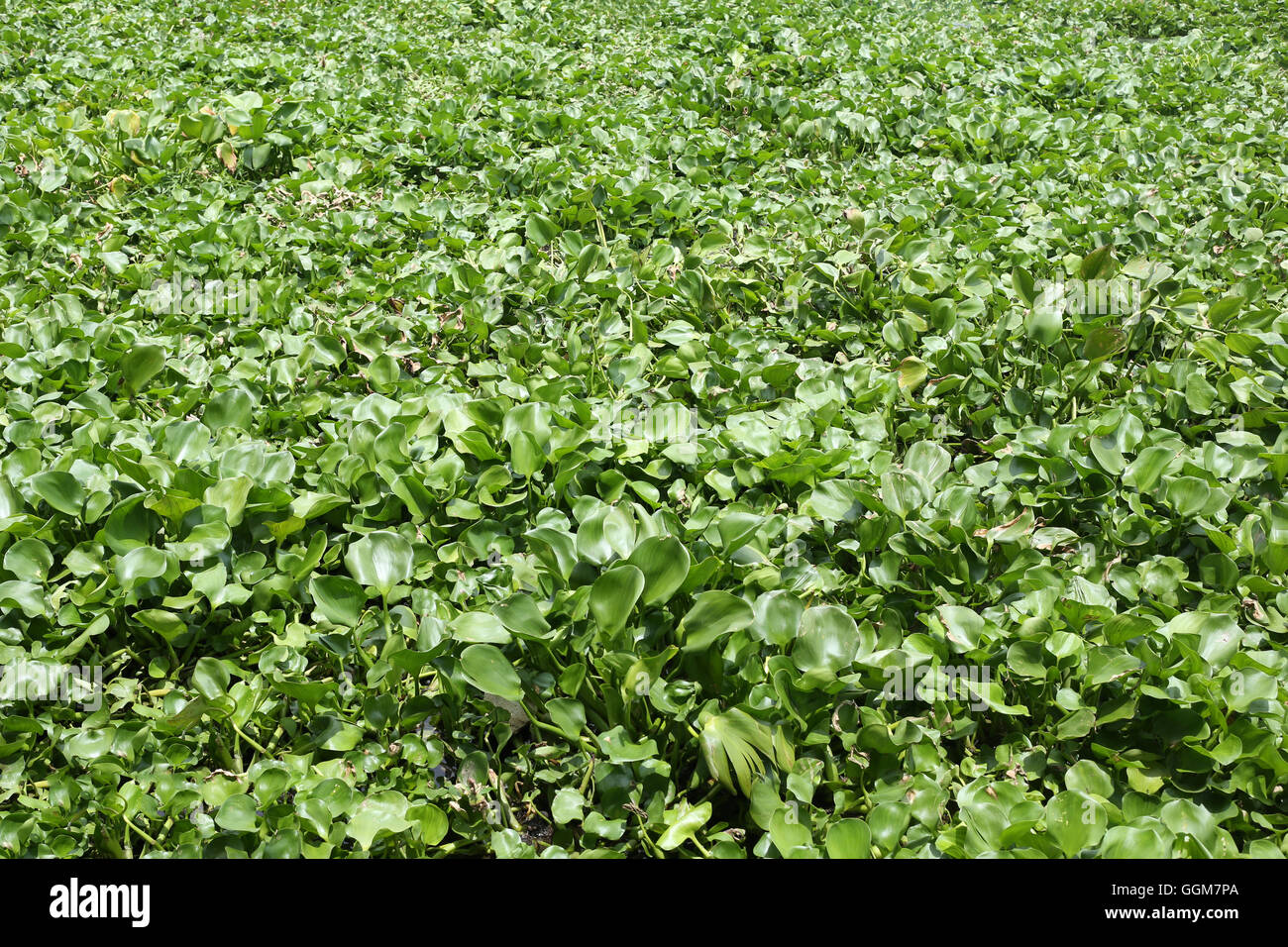 Giacinto di acqua pianta sta crescendo in canal max spazio per il design dello sfondo e il concetto di ambiente naturale. Foto Stock