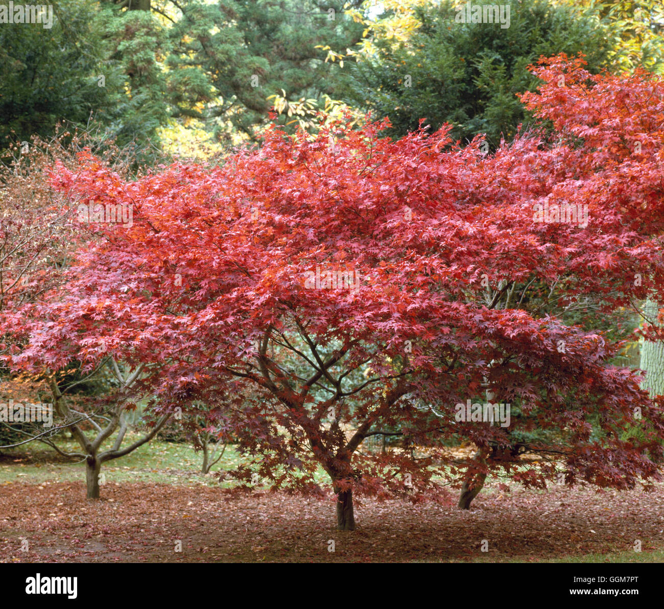 Acer palmatum - f. atropurpureum nel colore di autunno TRS052696 Foto Stock