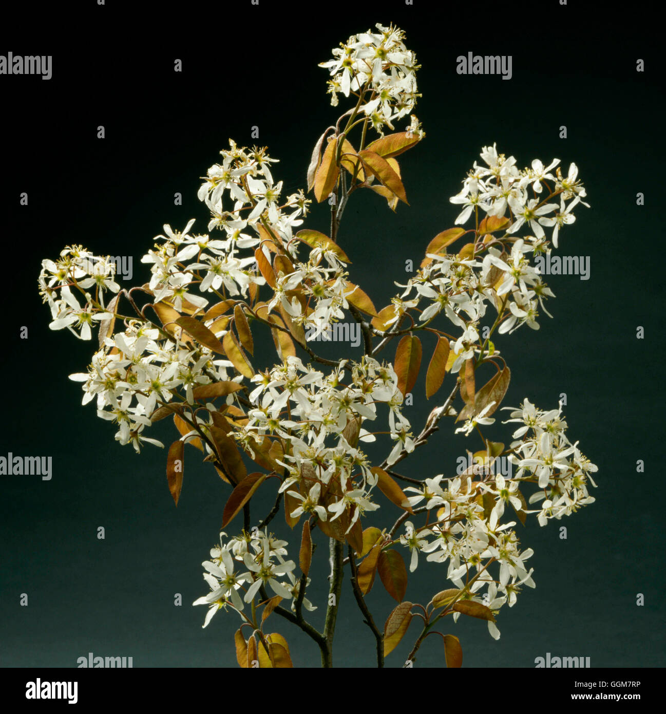 Amelanchier lamarckii AGM TRS056082 Foto Stock