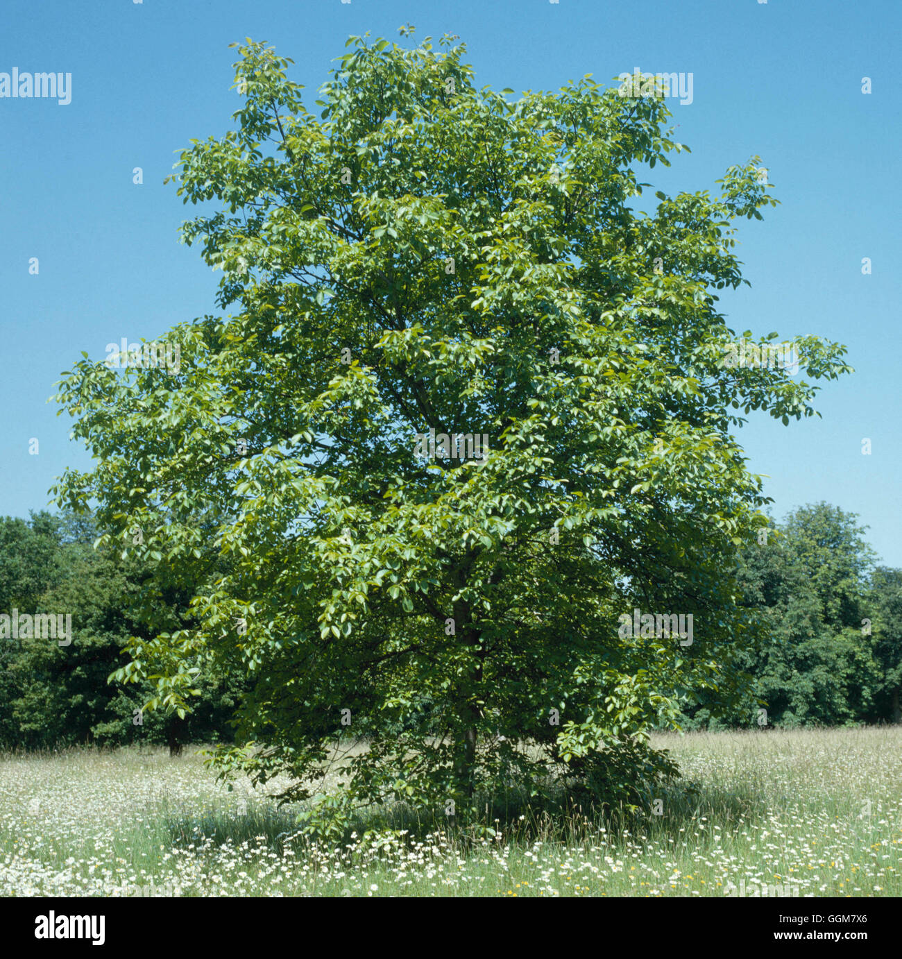 Juglans regia - Inglese in noce060558 TRS Foto Stock