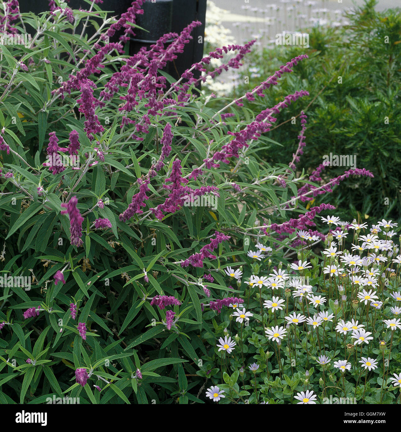 La Salvia leucantha 'Velluto viola' Data: 7.07.08 TRS062154 Foto Stock