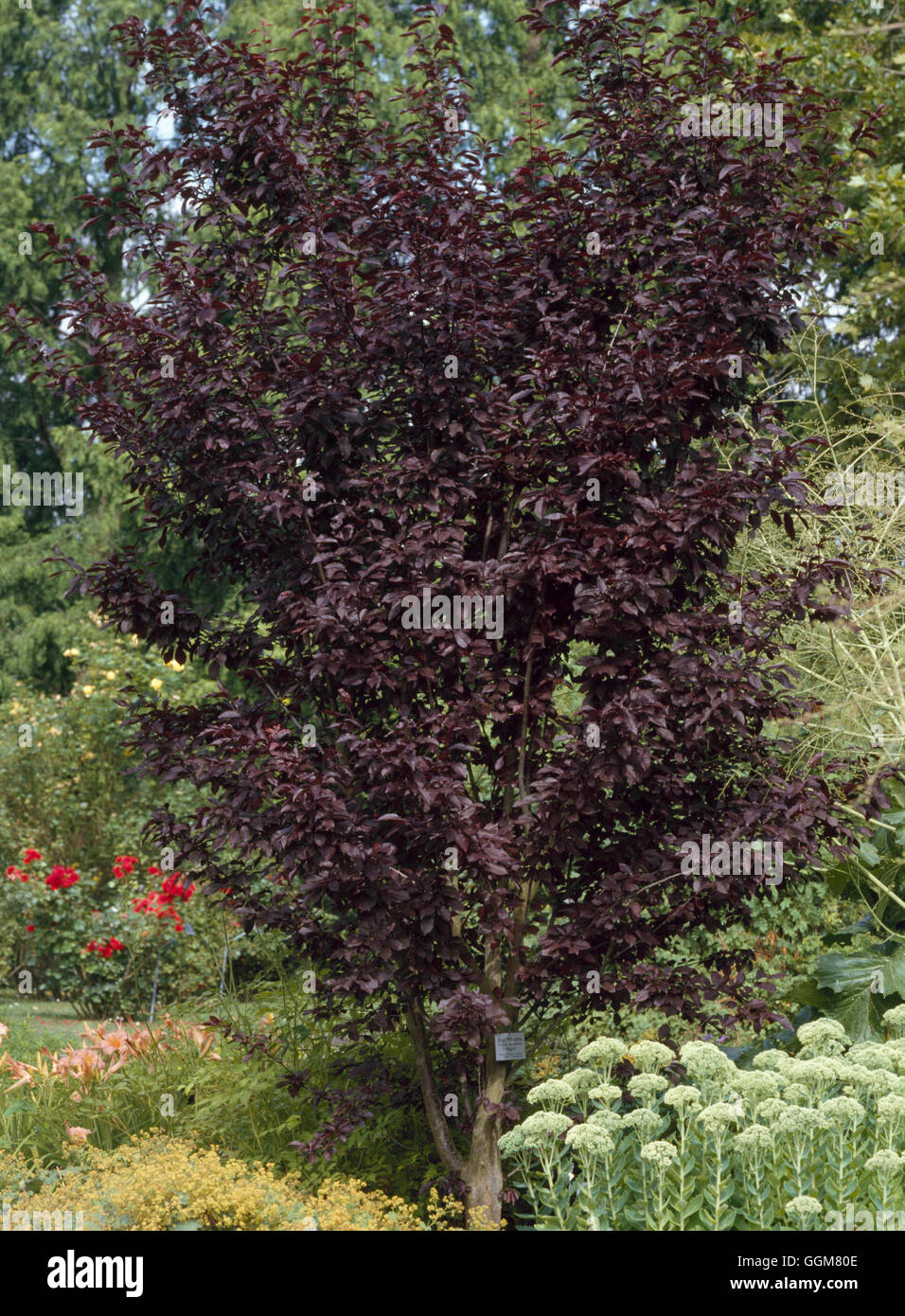 Prunus cerasifera - 'Nigra' AGM TRS065476 Foto Stock