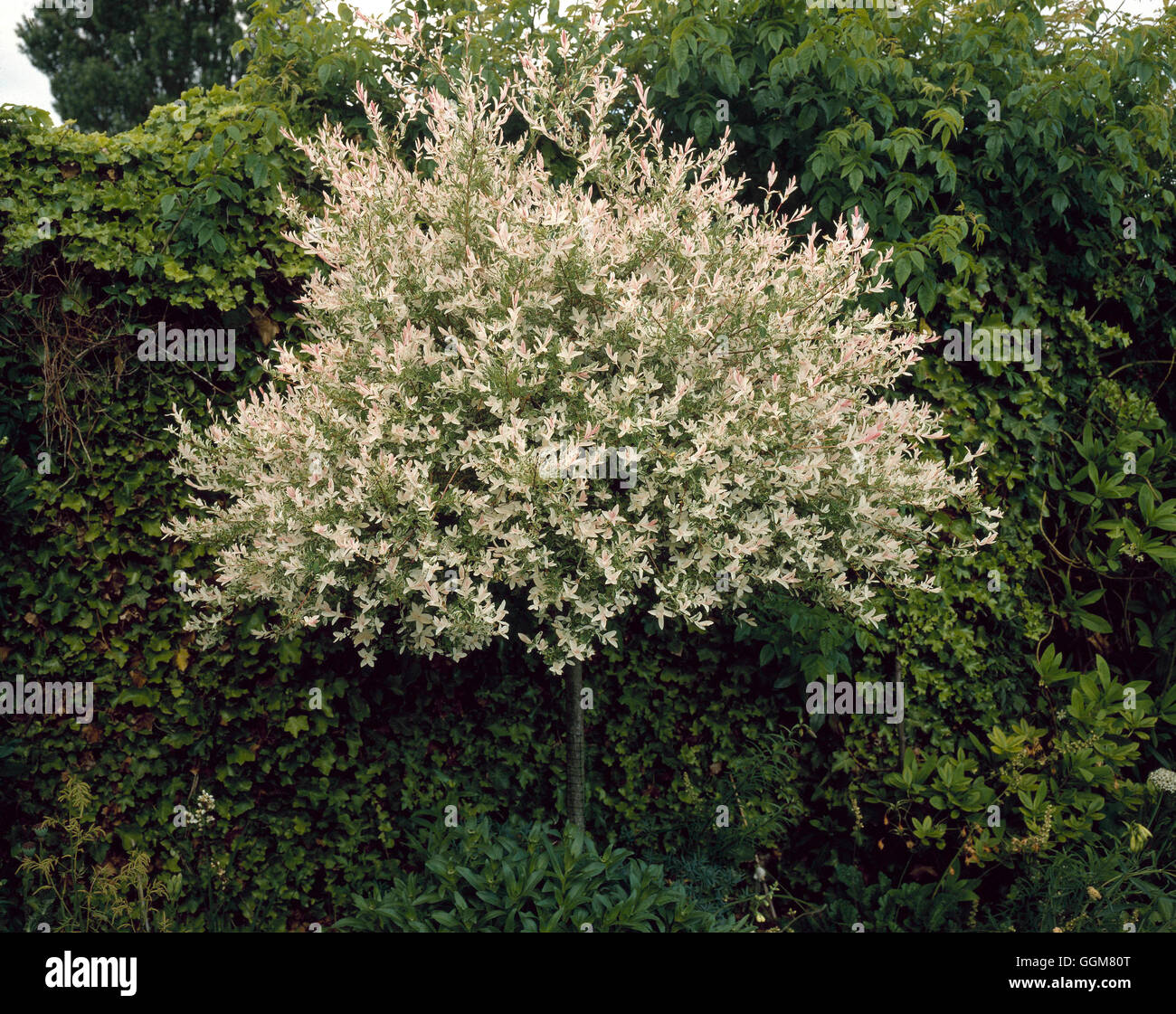 Salix integra - 'Hakuro nishiki-' cresciuto come un standard066695 TRS Foto Stock