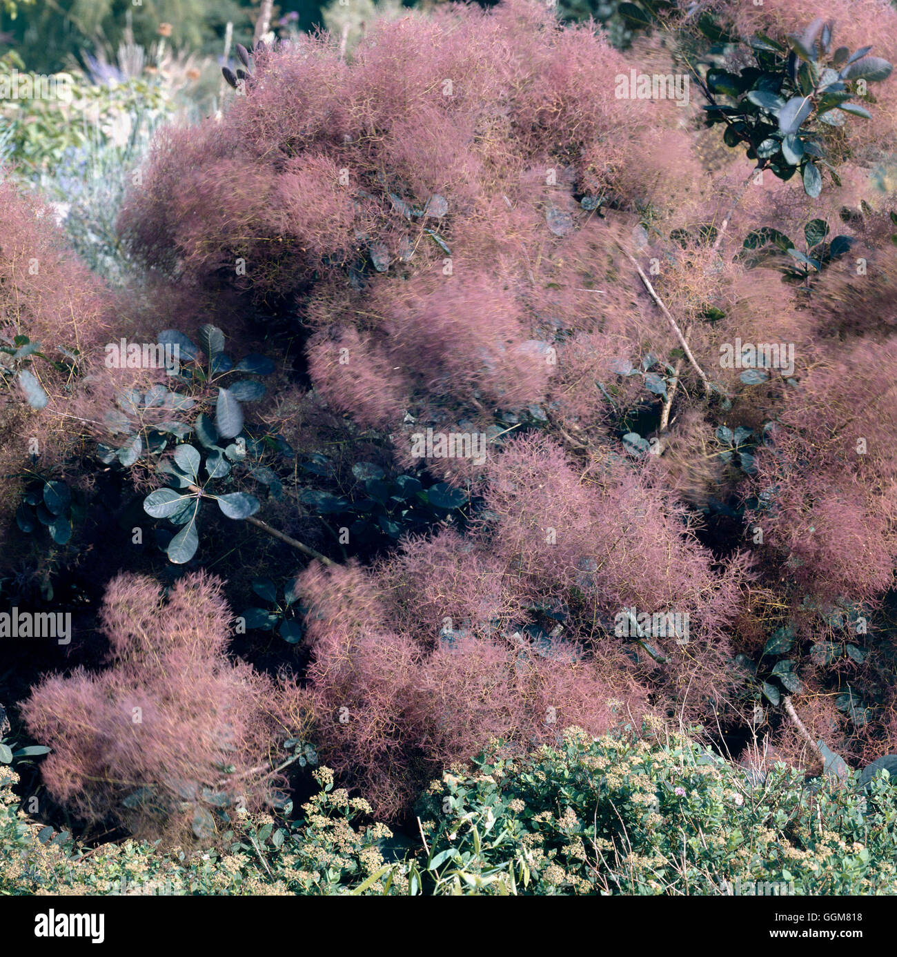 Cotinus coggygria AGM - mostra plumes in autunno TRS067286 Foto Stock