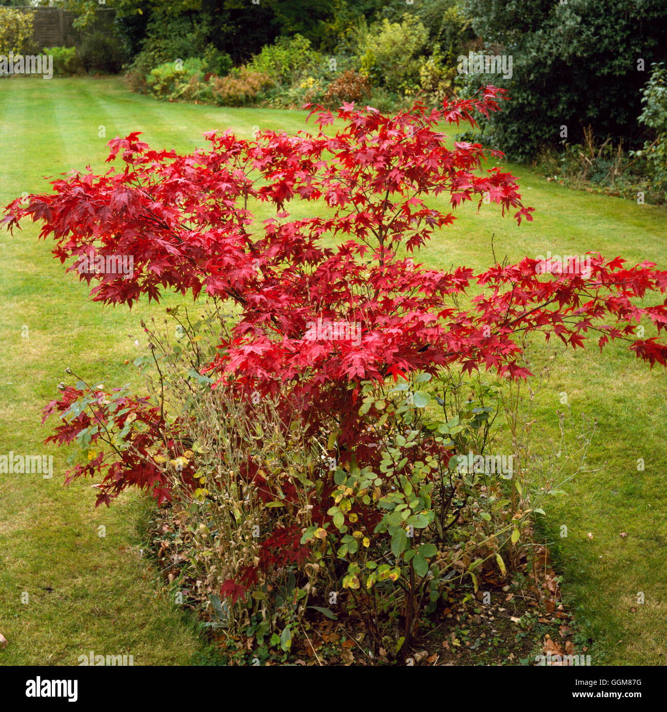 Acer palmatum - nel colore di autunno TRS081441 Foto Stock
