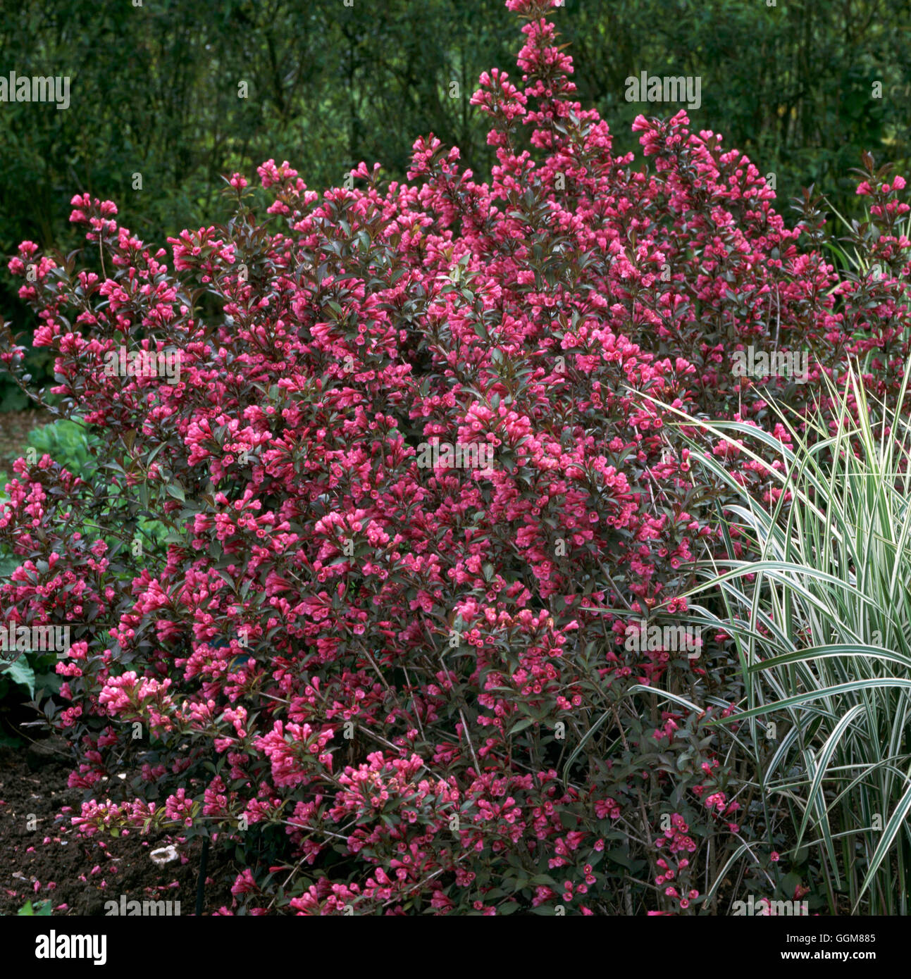 Weigela - "Victoria"084633 TRS Foto Stock