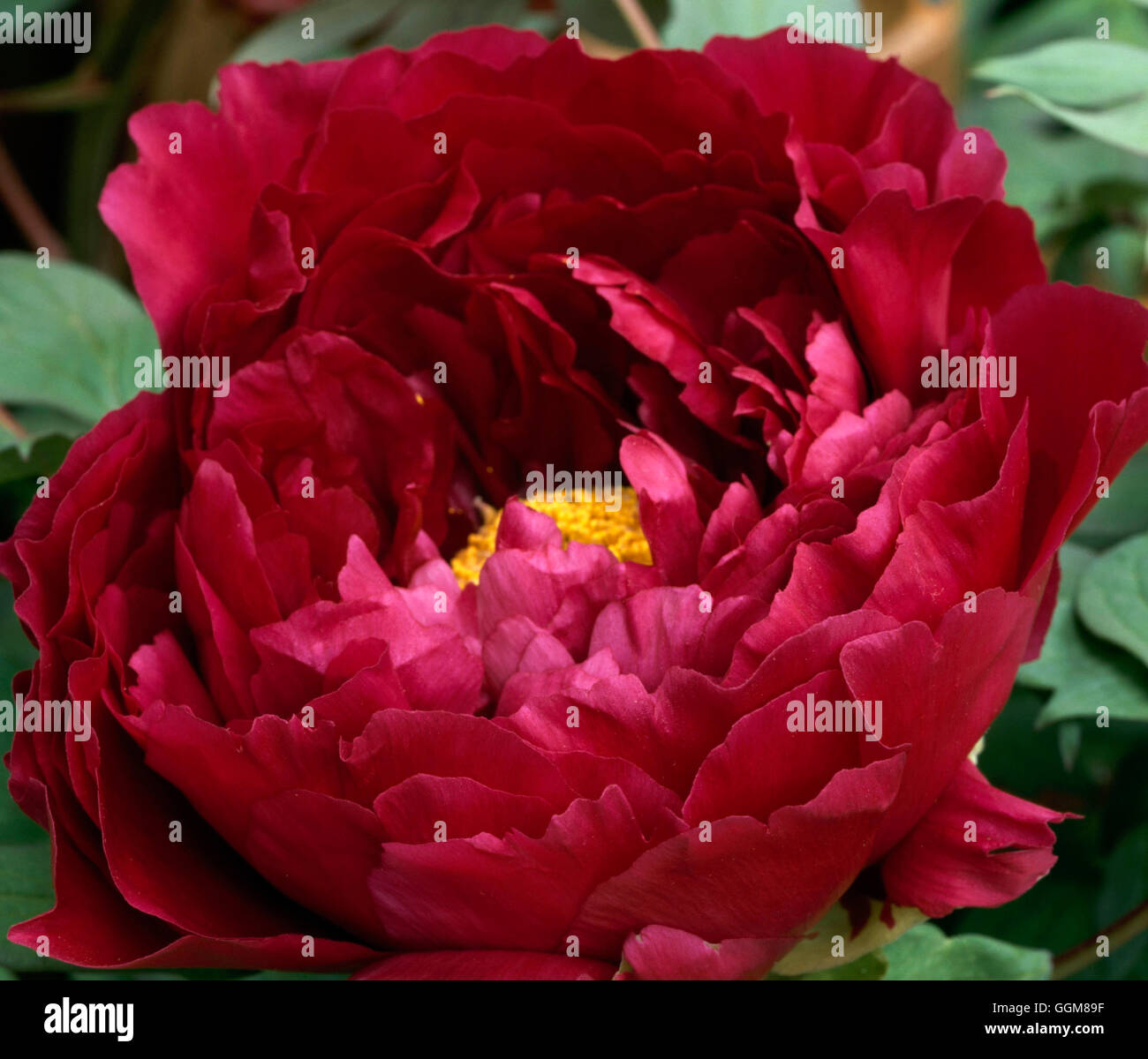 Paeonia suffruticosa - "Reine Elizabeth' TRS089211 Foto Stock