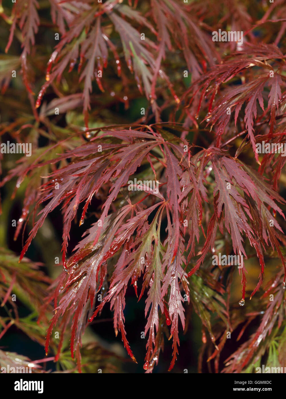 Acer palmatum - var. dissectum "Cuor di Leone' nel colore di autunno TRS097959 Foto Stock