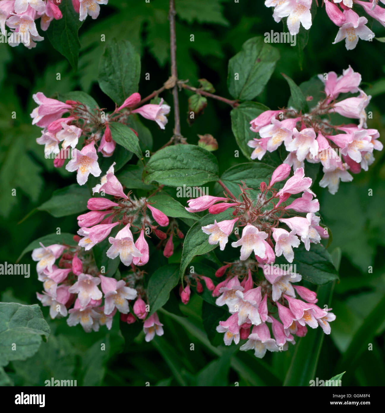 Kolkwitzia amabilis - Beauty Bush102371 TRS Foto Stock