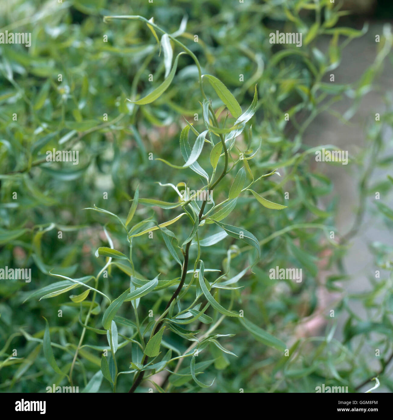 Salix alba - 'Dart's Snake' TRS103275 Foto Stock