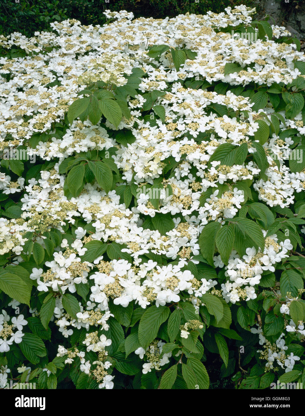 Viburnum plicatum - 'Mariesii' AGM TRS103699 Foto Stock