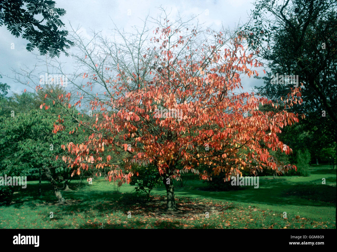 Prunus sargentii AGM - nel colore di autunno TRS104253 Foto Stock