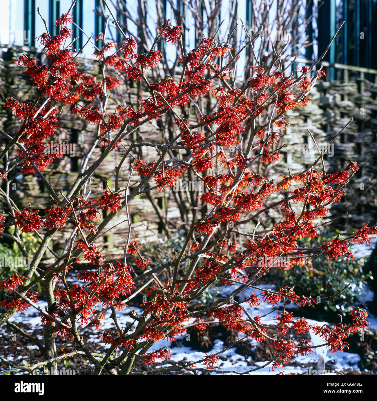 Hamamelis x intermedia - 'Diane' AGM TRS107260 Foto Stock