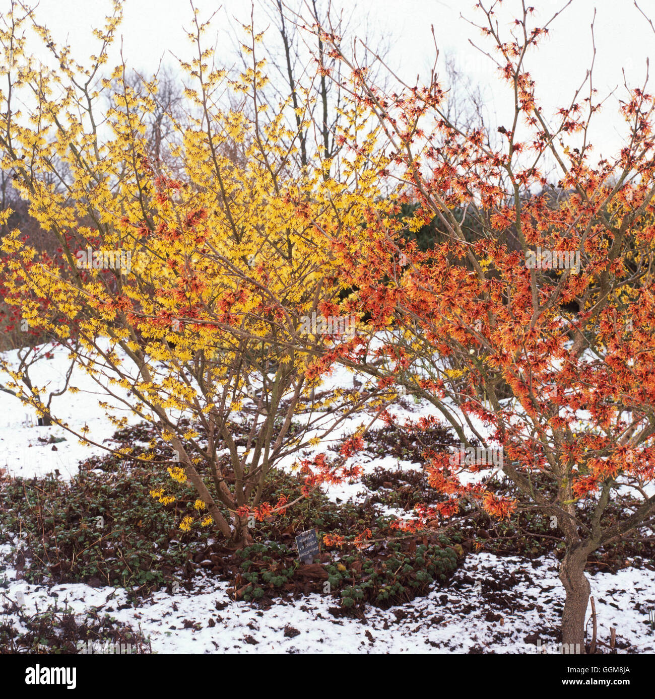 Hamamelis - misti (febbraio) TRS107296 Foto Stock
