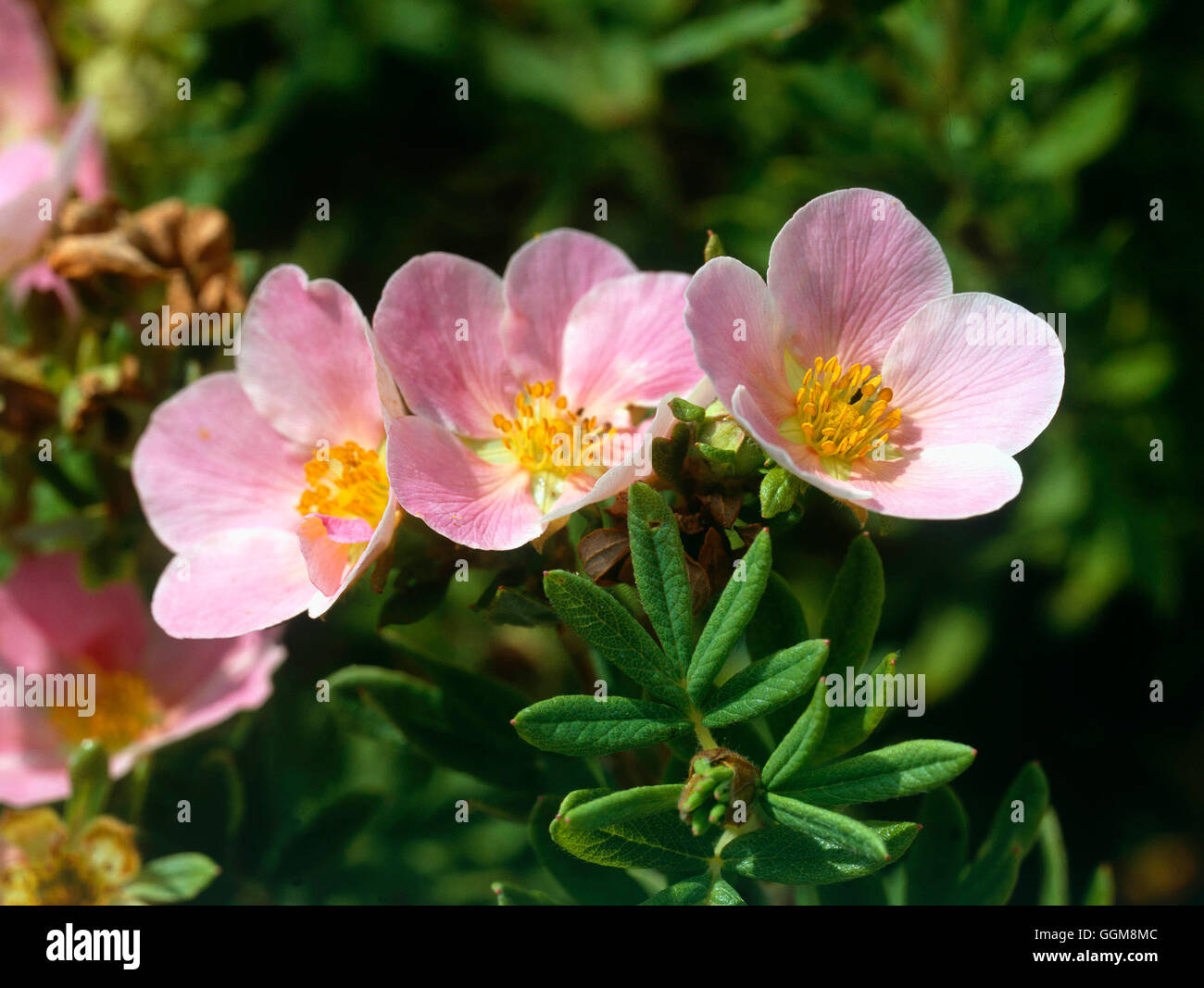 Potentilla fruticosa - 'Rosa bellezza' AGM TRS109427 Foto Stock