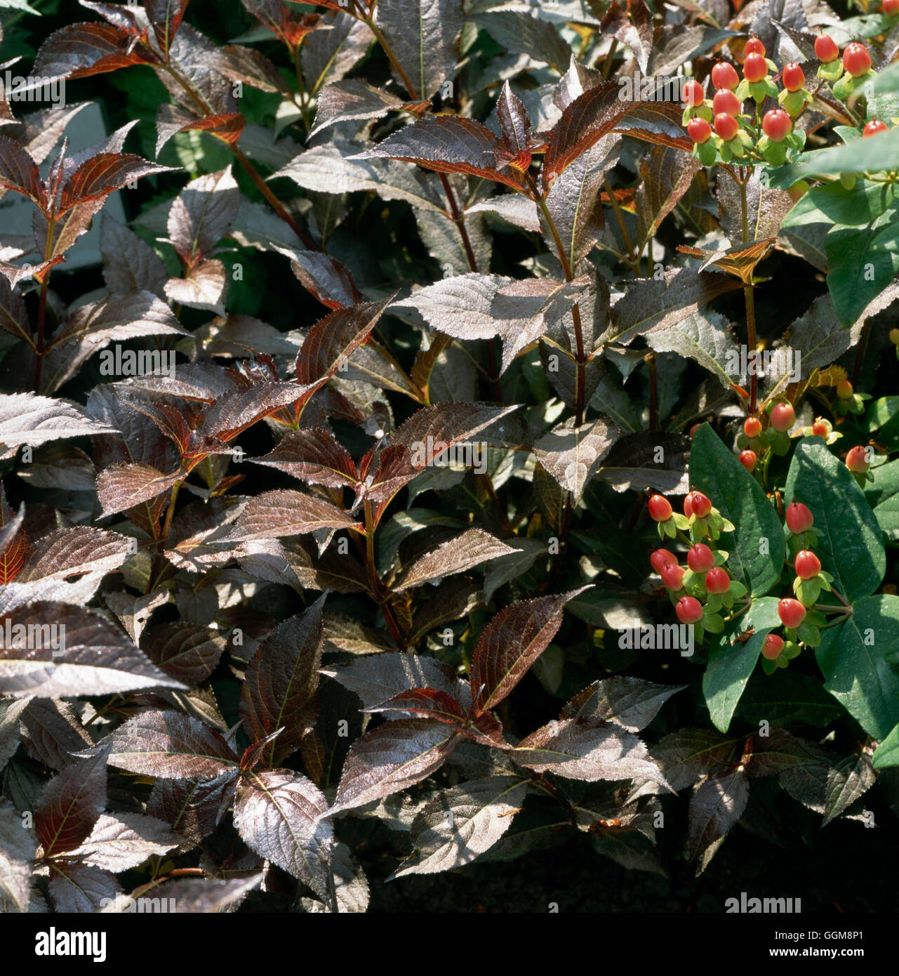Weigela- 'Shining fantasia' TRS111910 Foto Stock