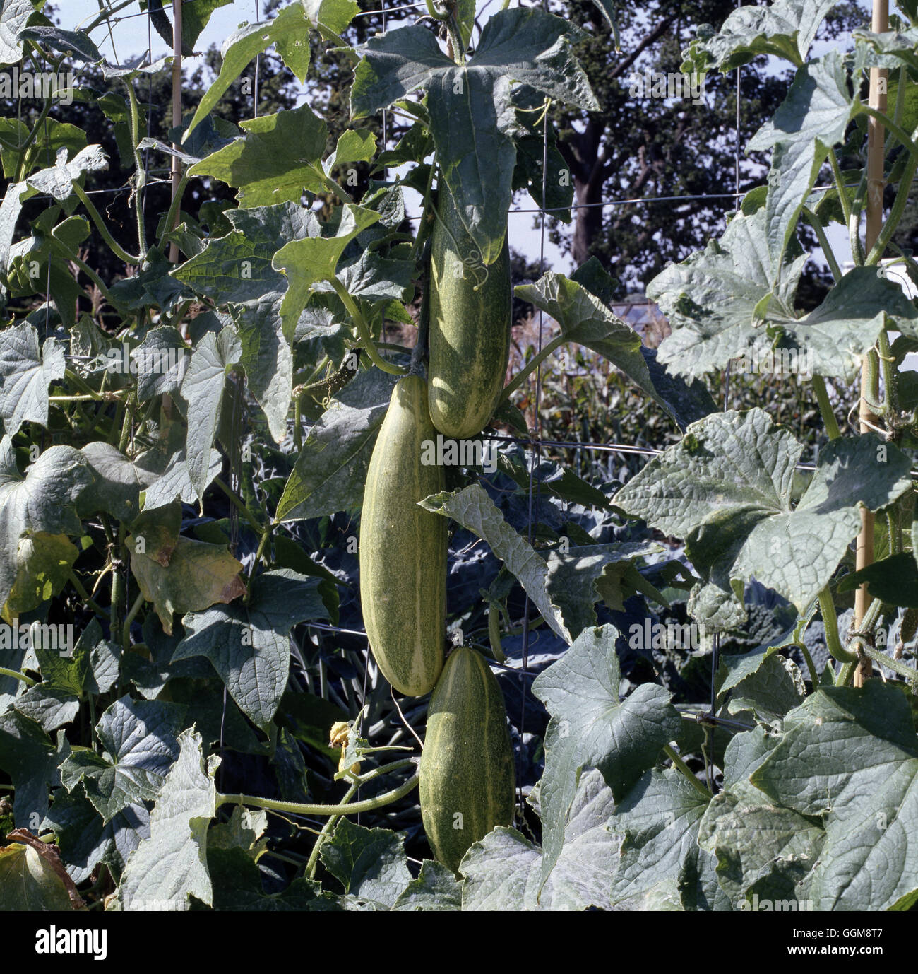 Cinese di cetriolo lungo verde' Data: 18/08/2008017249 VEG ' Foto Stock