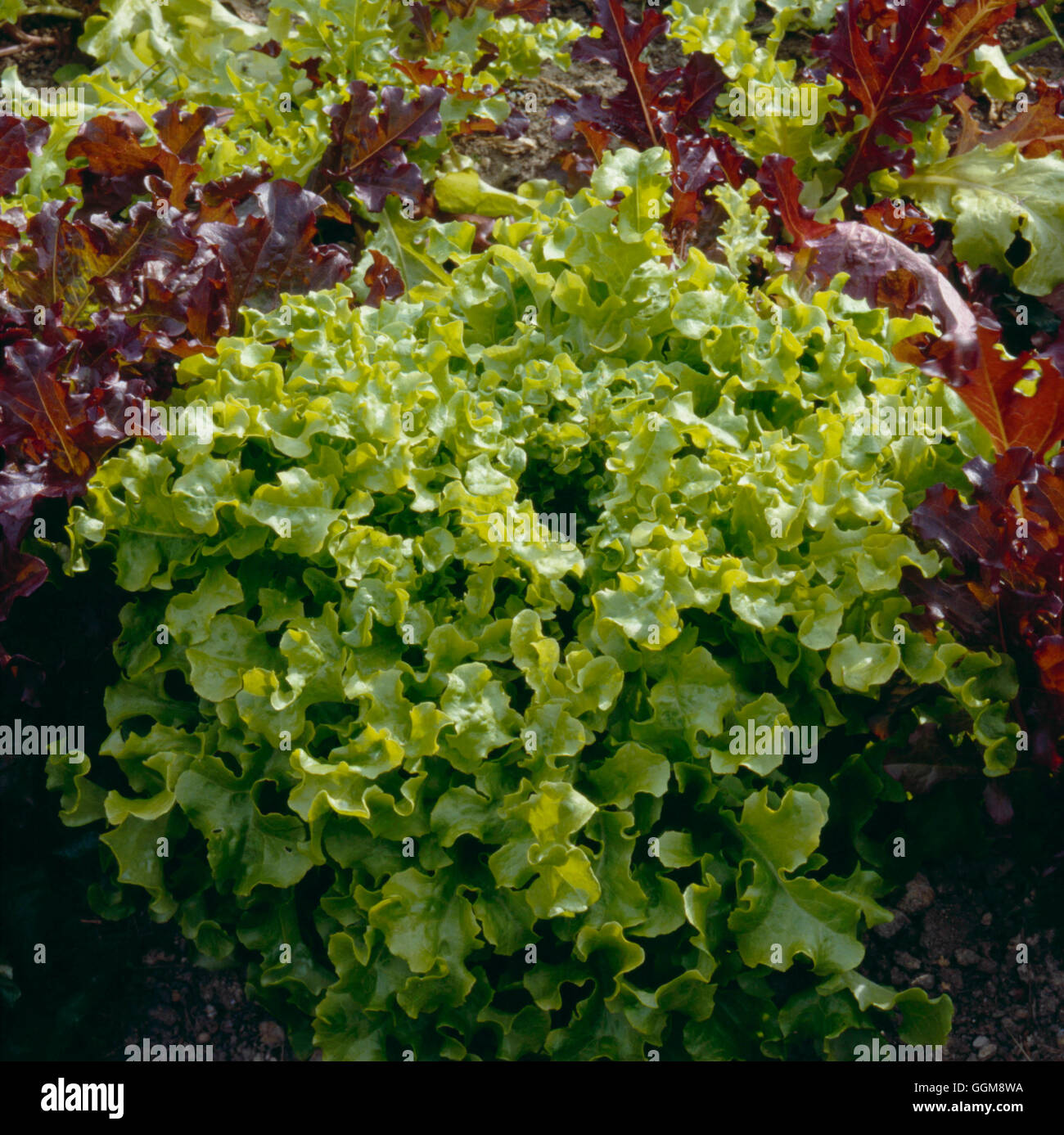 Lattuga - 'Salad Bowl' VEG028217 Foto Stock