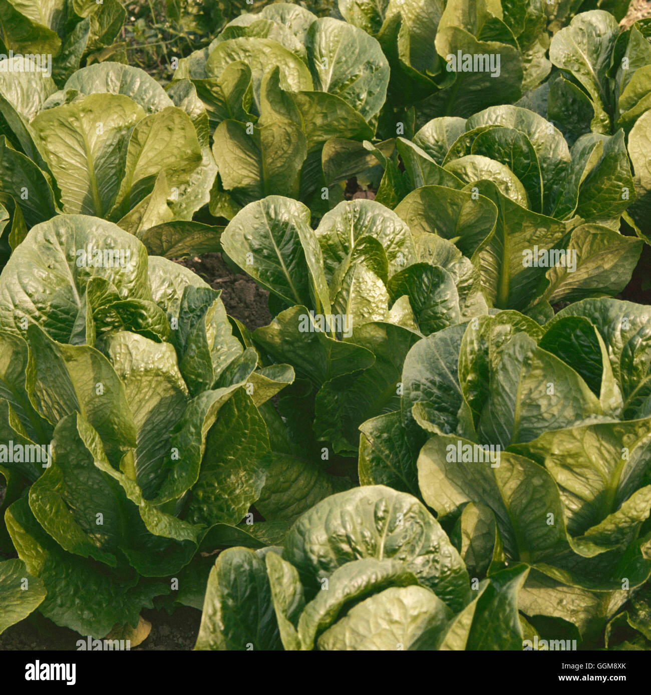 Lattuga - 'Lobjoit's Green" (Cos) VEG038535 Foto Stock