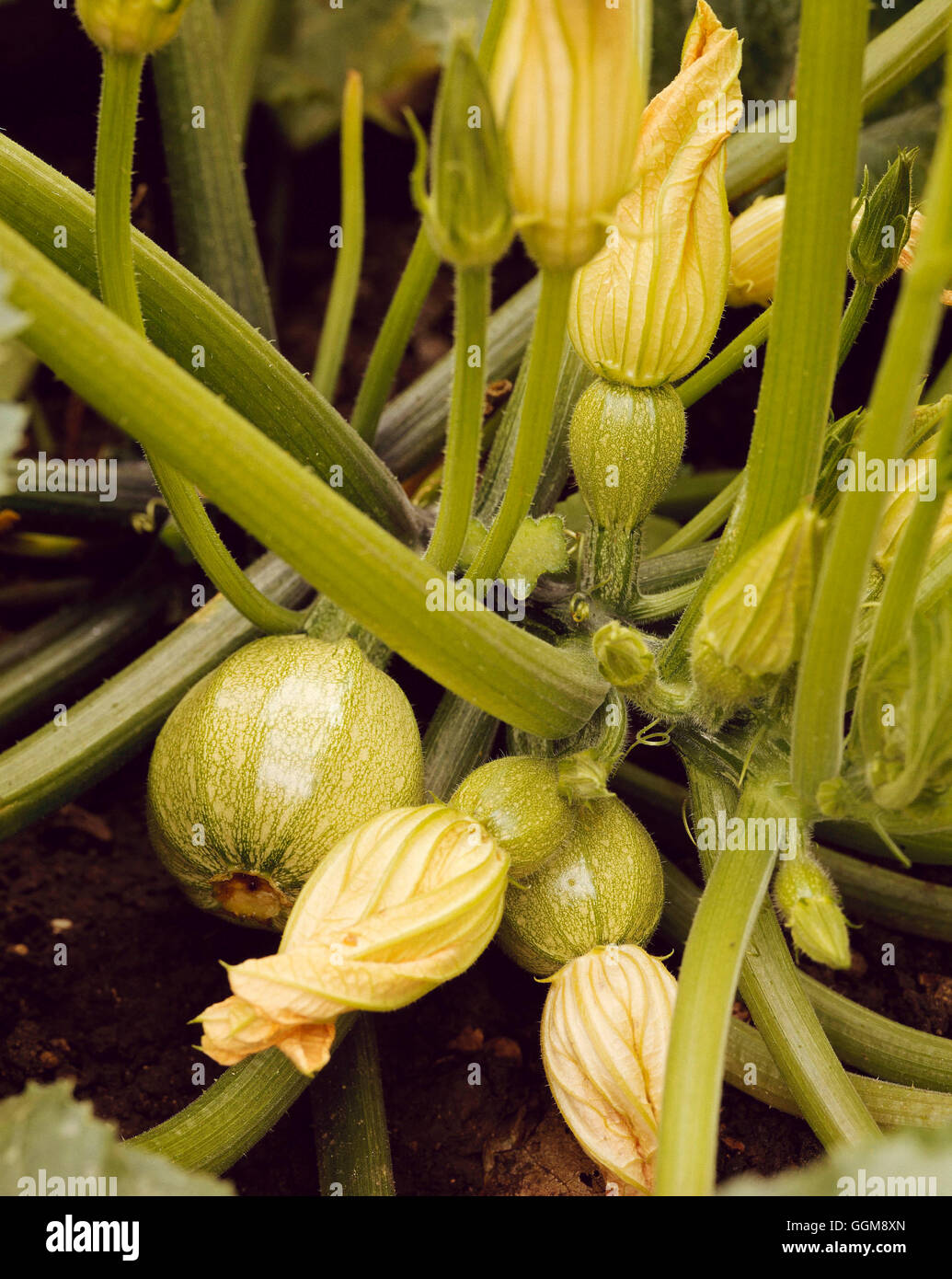 La zucchina - 'De bel frutto rond'- - (Syn c. 'Rondo de Nice') VEG038859 Foto Stock