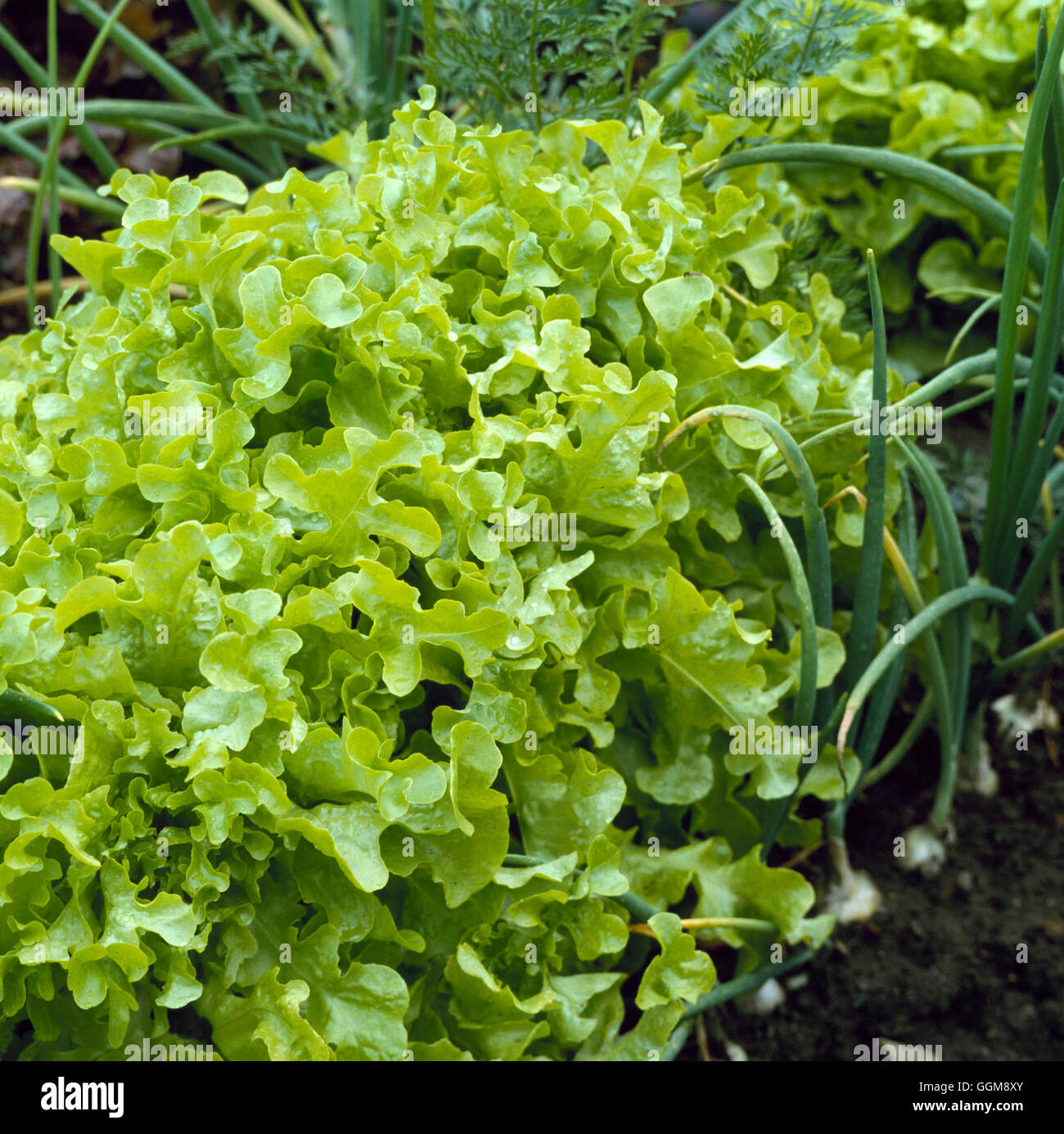 Lattuga - 'Salad Bowl' VEG039551 Foto Stock