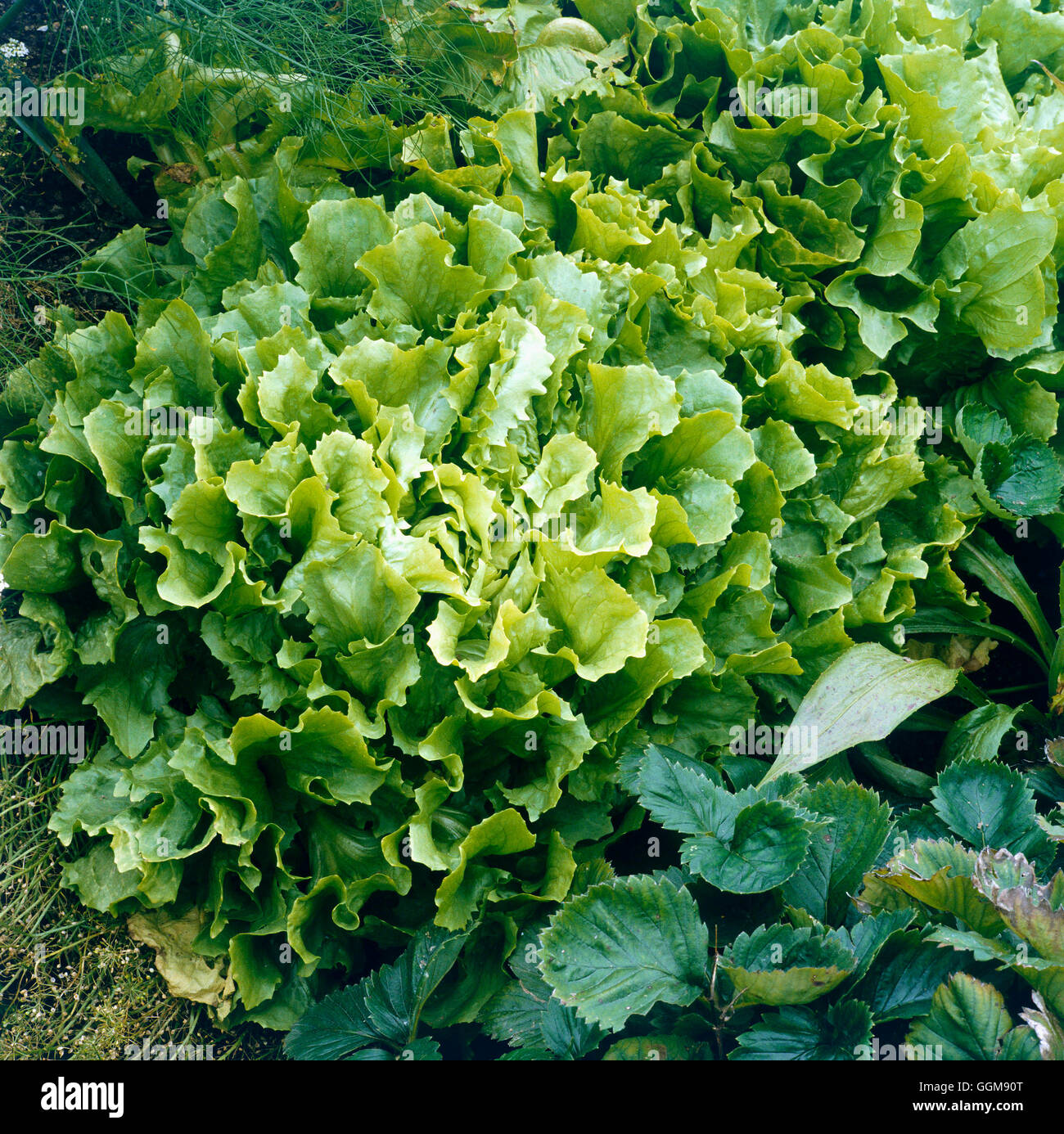 Scarola - 'Inverno lattuga-lasciava' VEG046979 Foto Stock