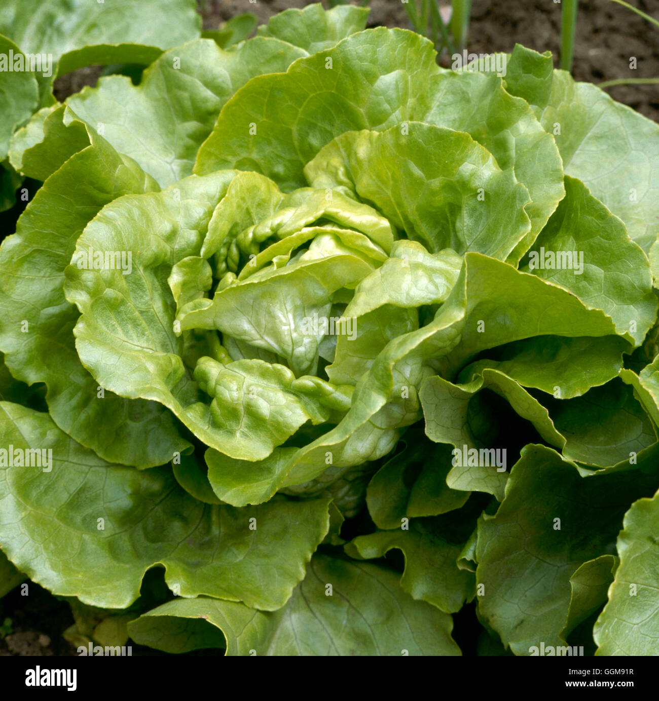 Lattuga - 'Avondefiance' (Cappuccina) VEG050832 Foto Stock