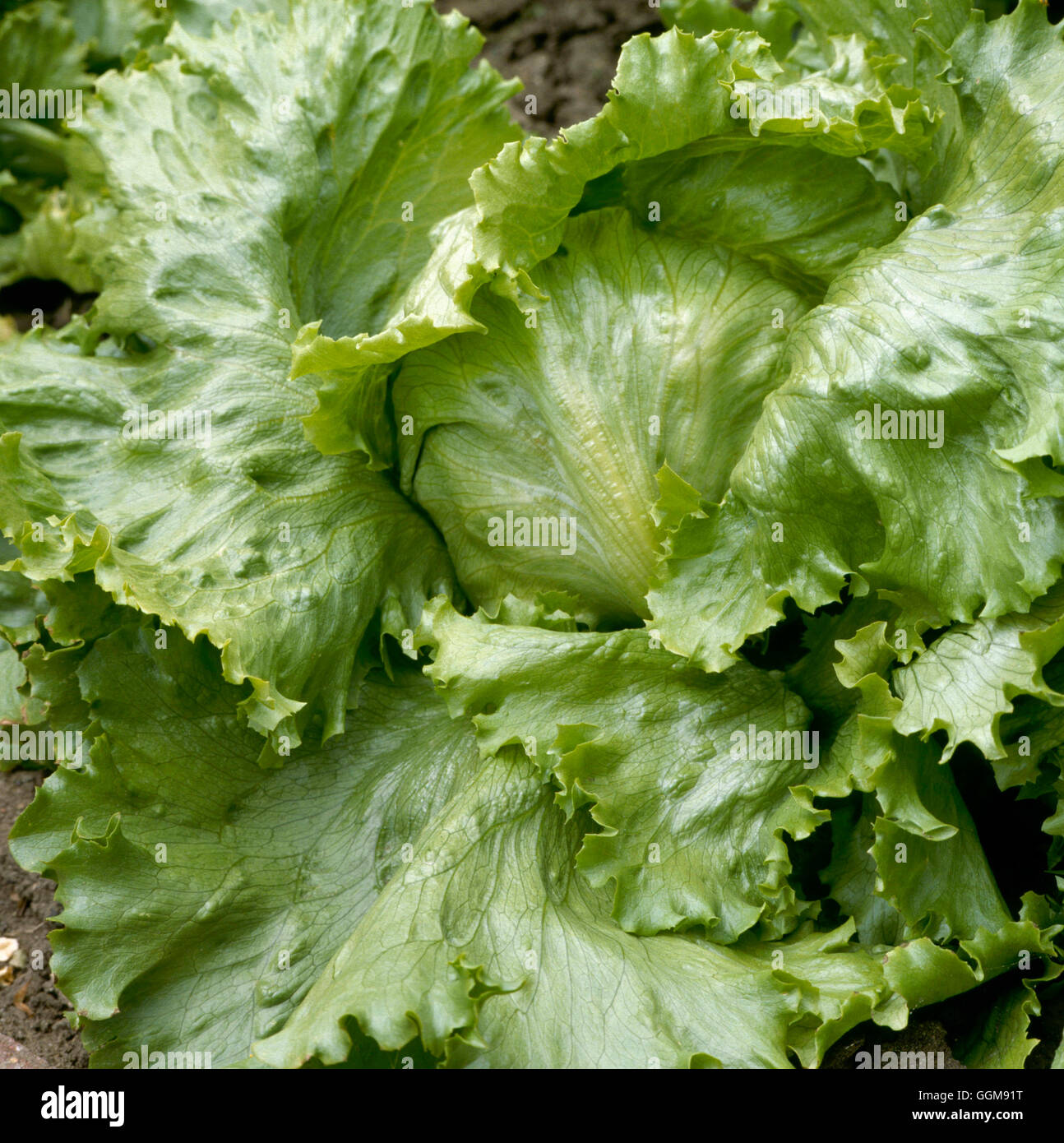 Lattuga - "Beatrice" (iceberg) VEG050833 Foto Stock