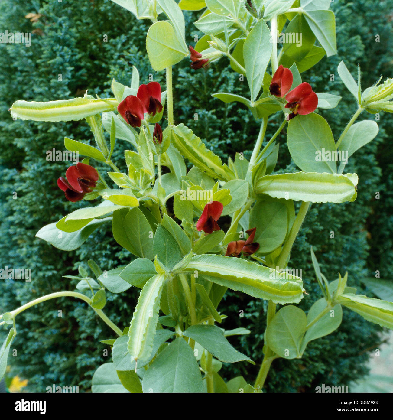 Asparagi - Pisello pisello alato Tetragonolobus purpureus (Syn. Lotus tetragonolobus)' VEG051779 obbligatorio di credito" Foto Stock