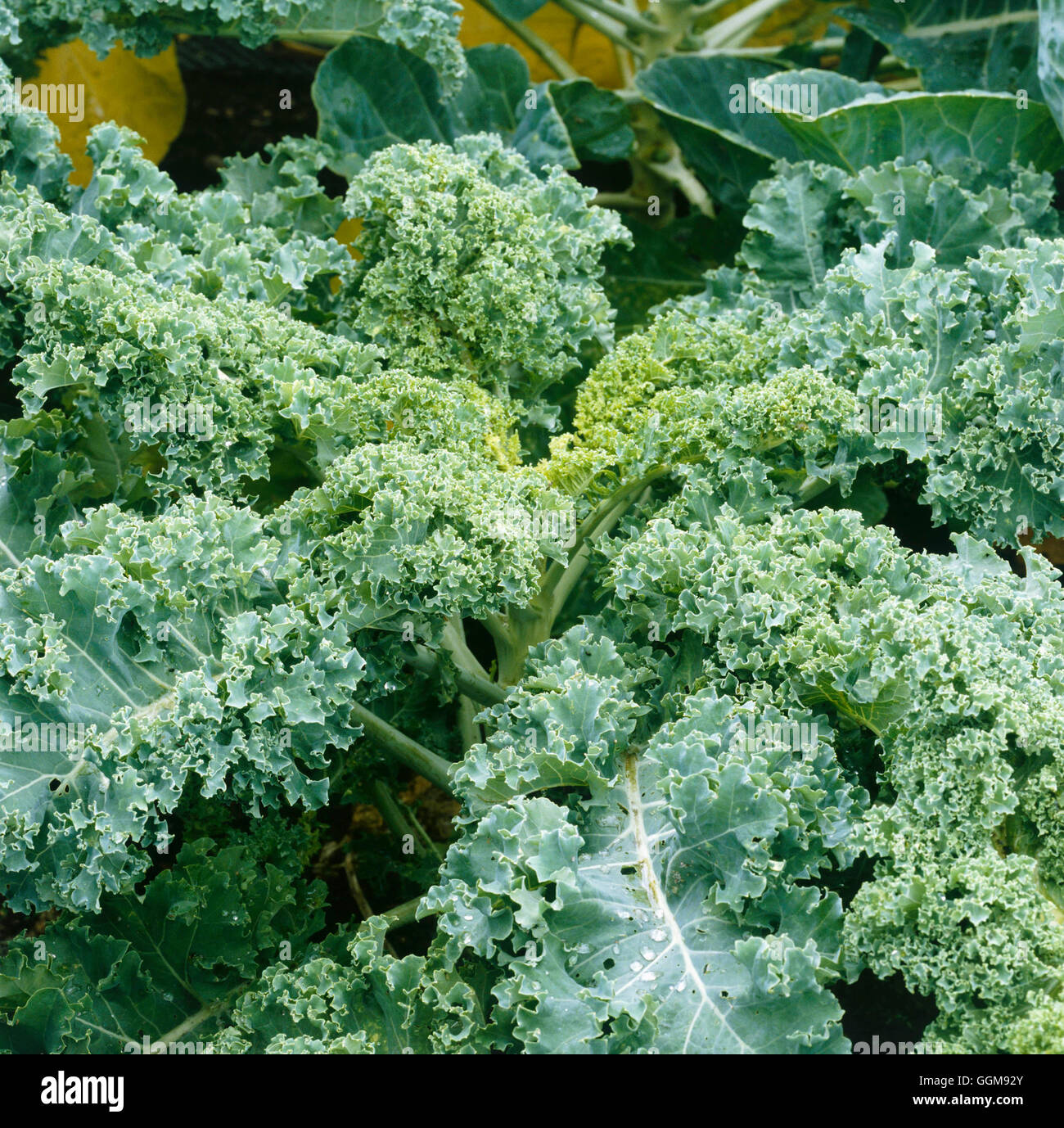 Kale - 'Westland autunno' (HDRA - organico) VEG057370 Foto Stock