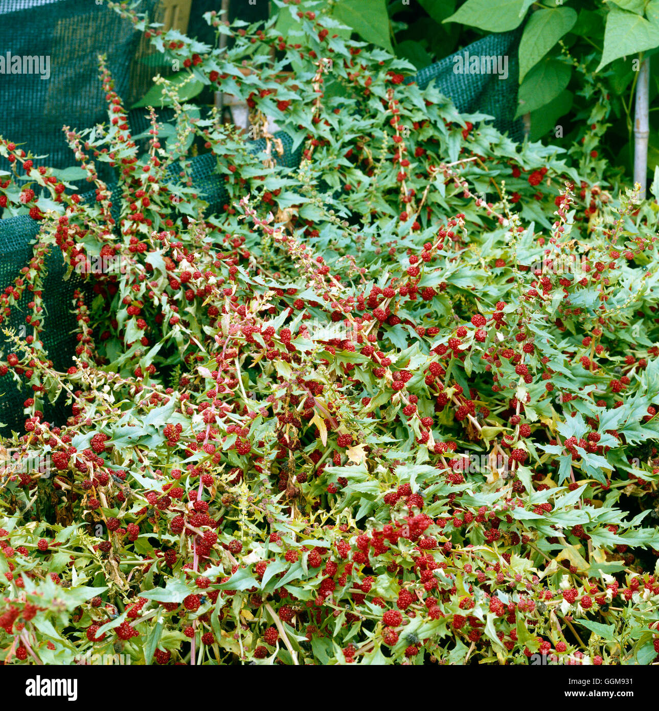 Gli spinaci - fragola - (HDRA - organico)- - (Chenopodium foliosum) VEG057387 Horticultur foto Foto Stock