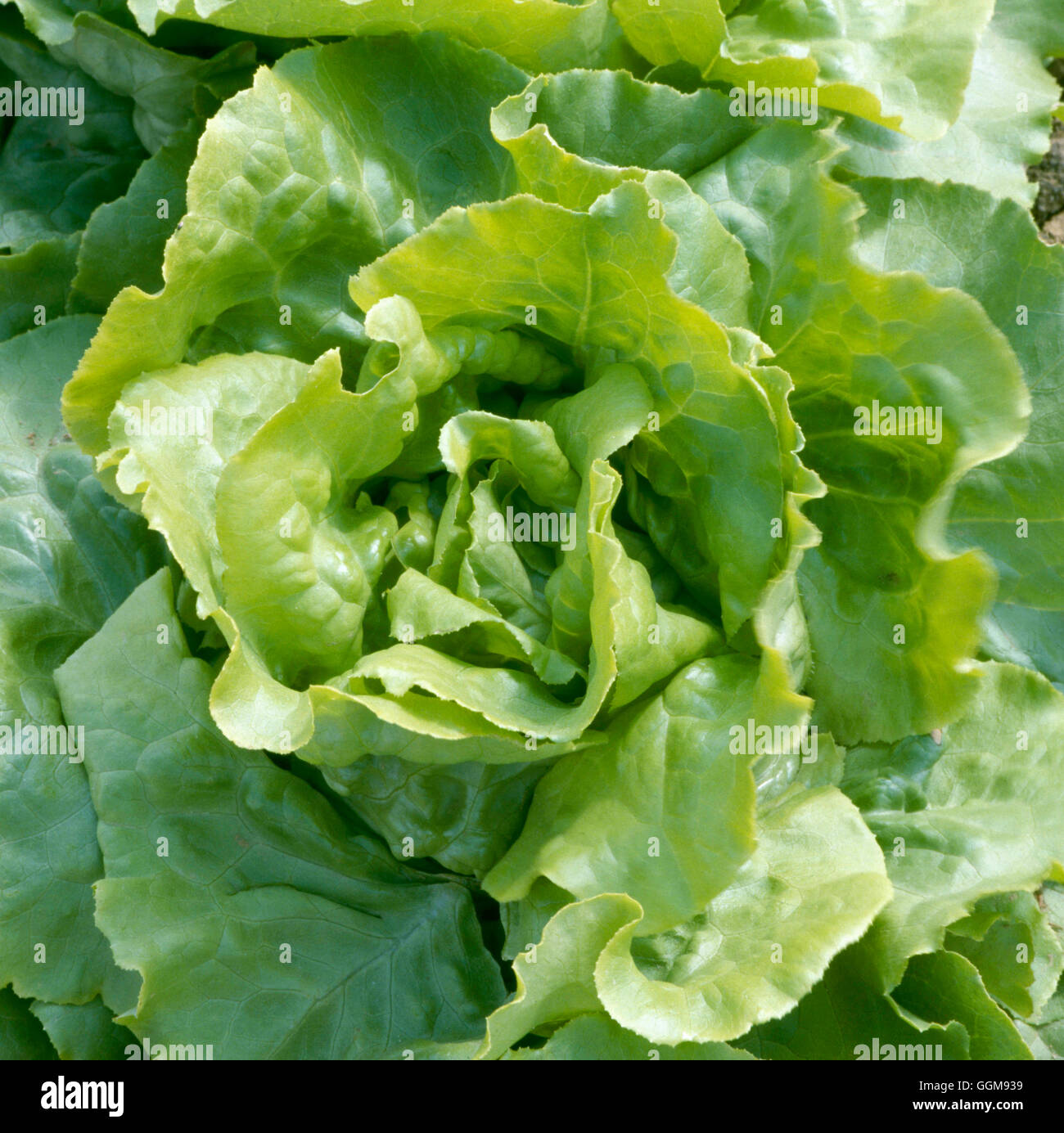 Lattuga - "Clarion" (Testa) VEG057850 Foto Stock