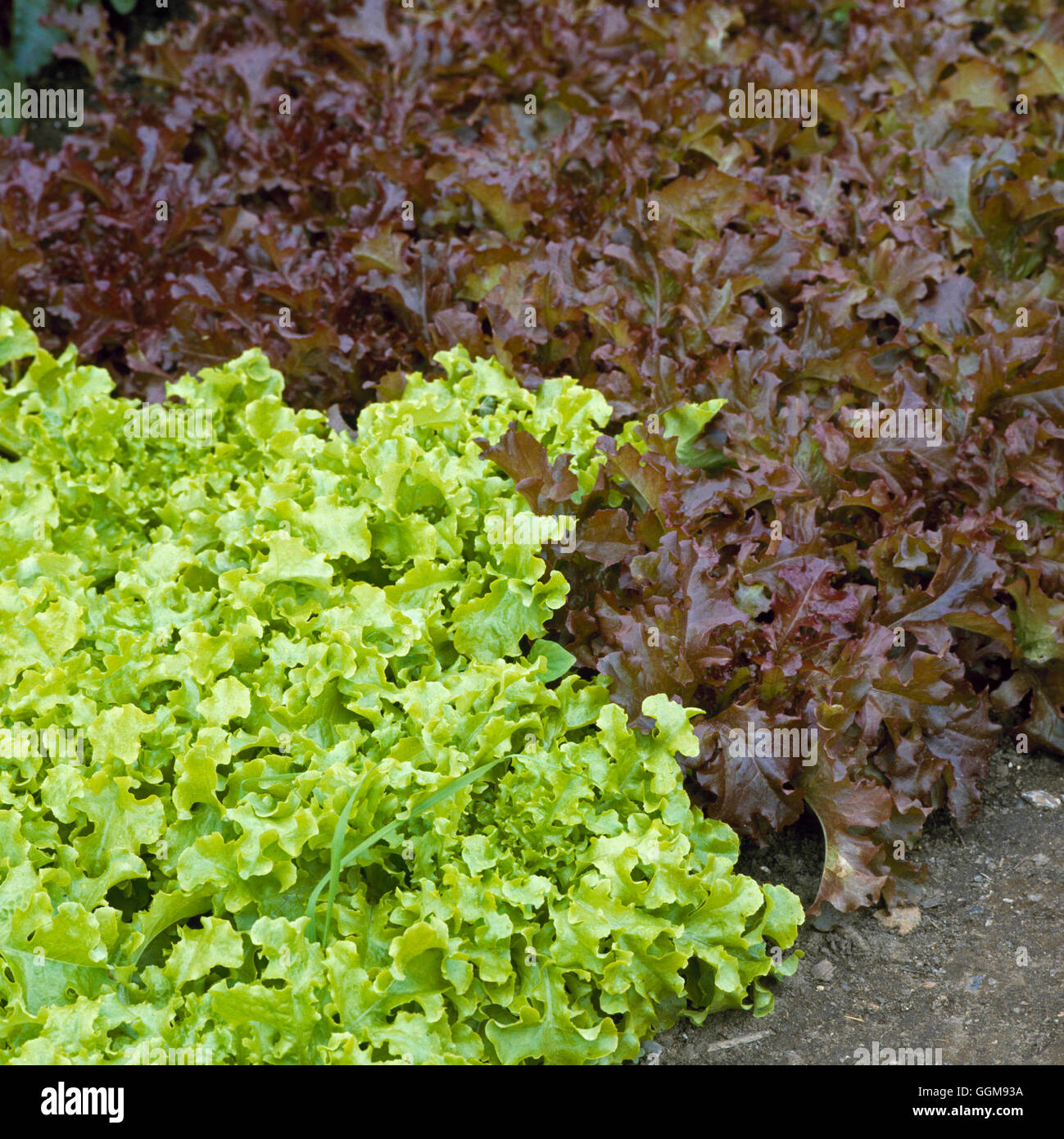 Lattuga - 'Salad Bowl' e 'Salad ciotola rosso' VEG057903 Foto Stock