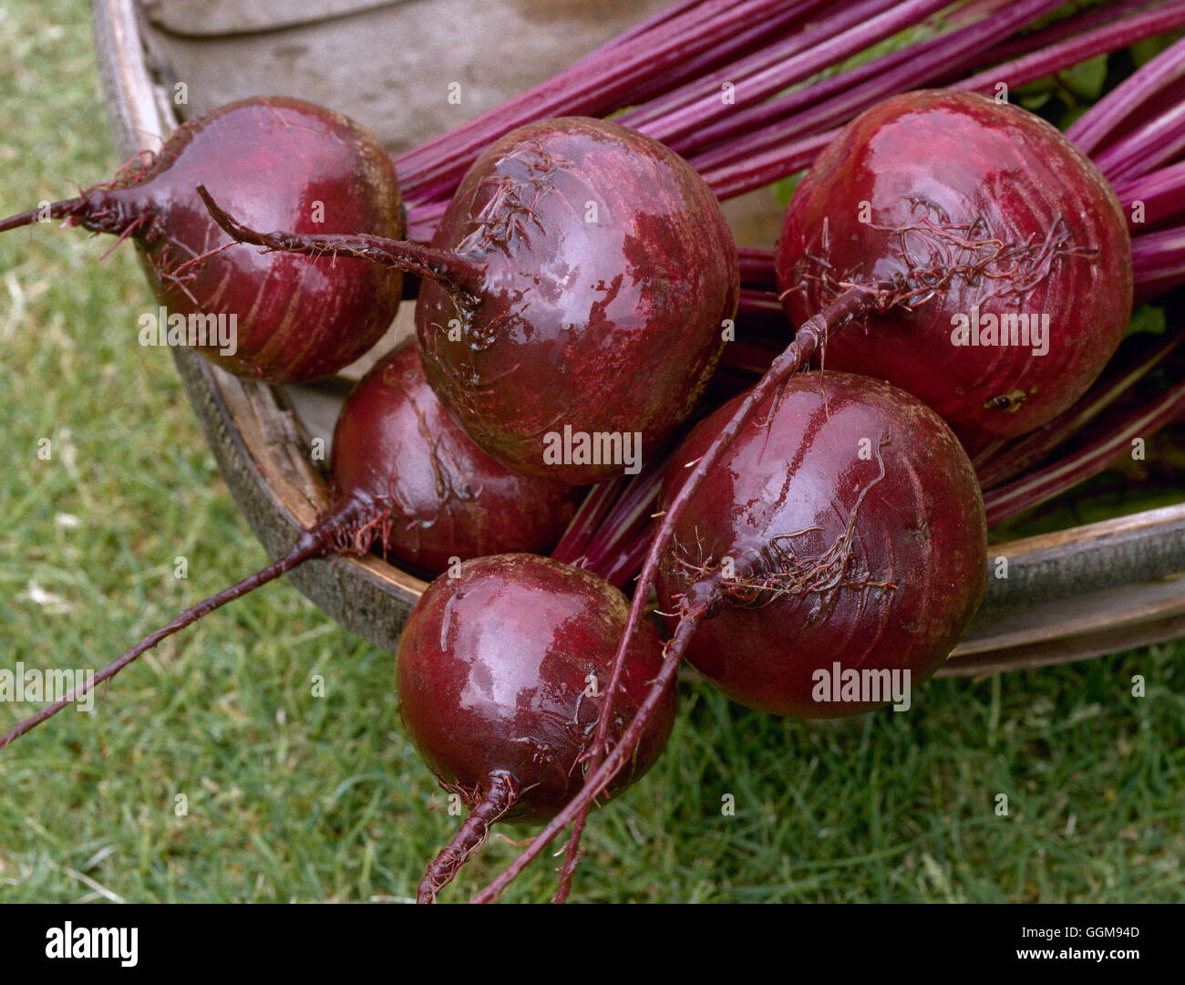 La barbabietola rossa - F1 'Rosso' Ace VEG063526 Foto Stock