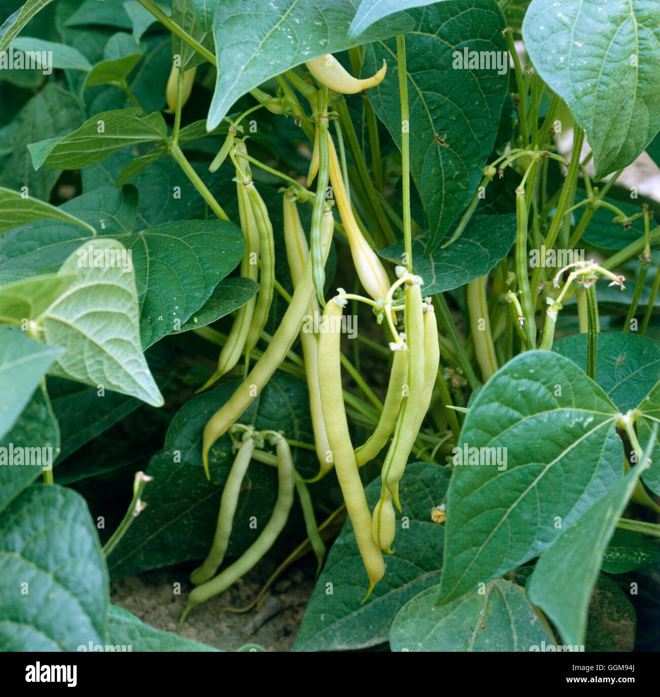 Fagiolo francese - "Golden Sands" (HDRA - organico) (Dwarf) VEG064066 Foto Stock