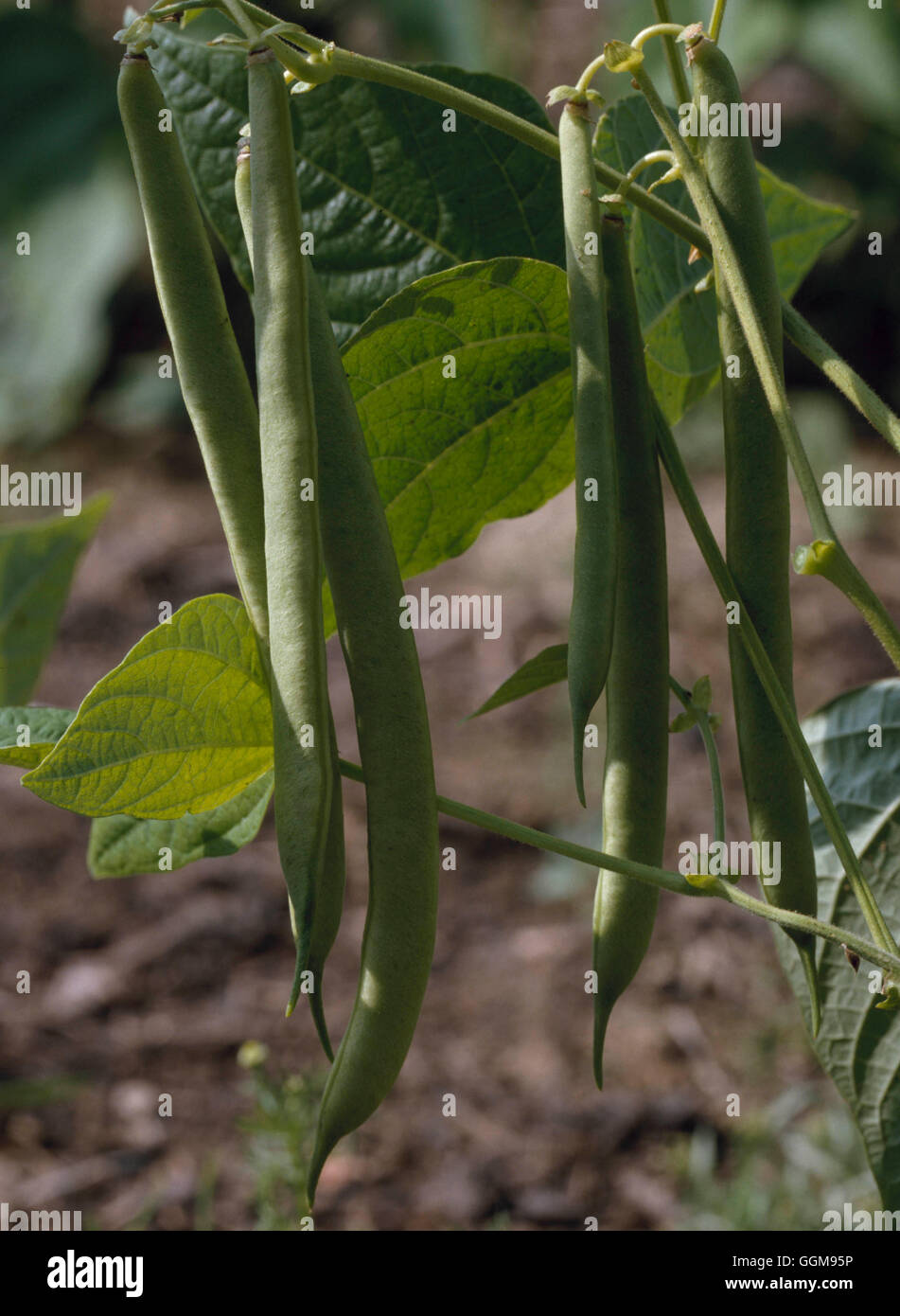 Fagiolo francese - "Il Principe" (Dwarf) (HDRA - organico) VEG070908 Foto Stock