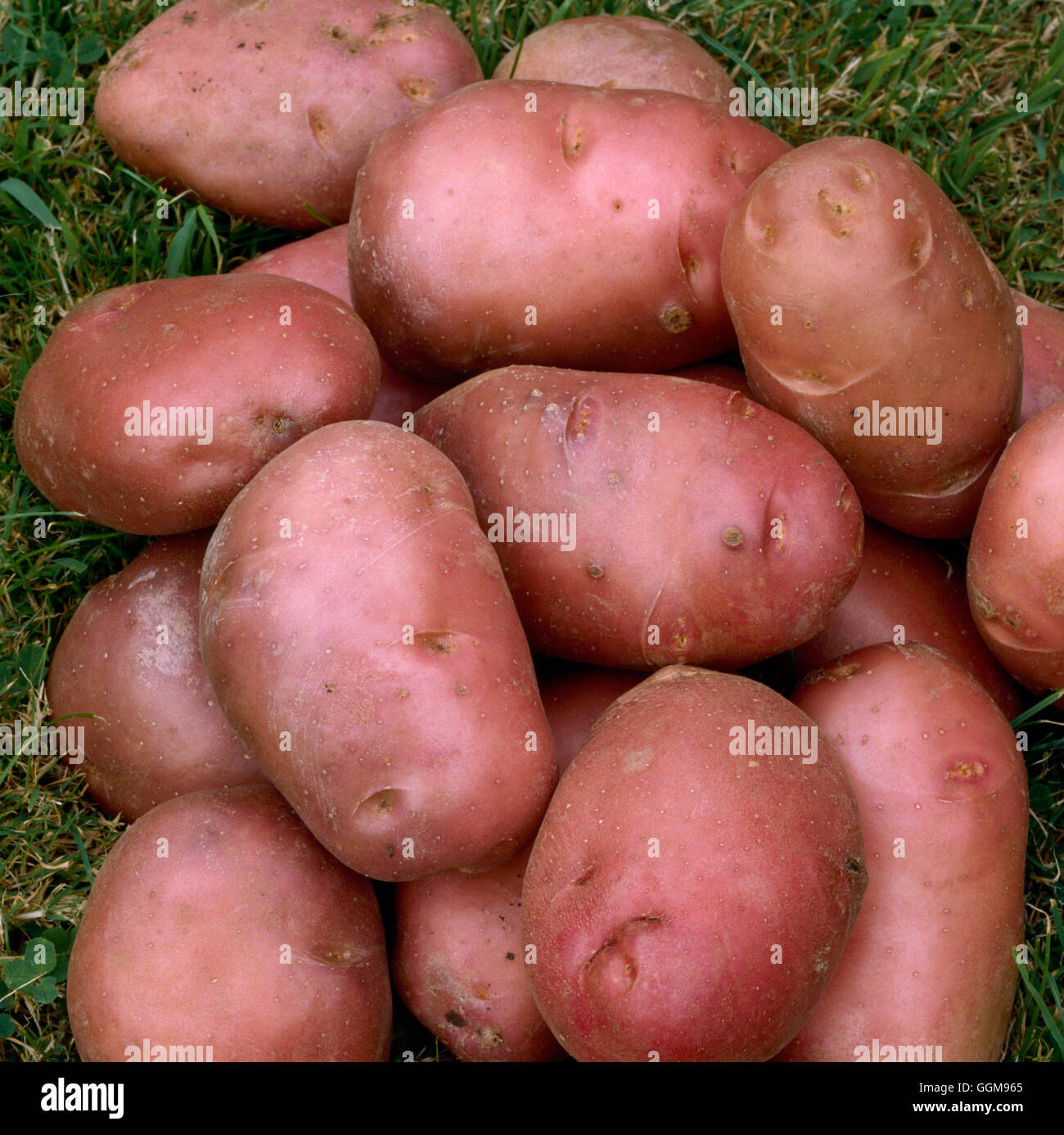 Potato - 'Desiree' (Maincrop) VEG071827 Foto Stock