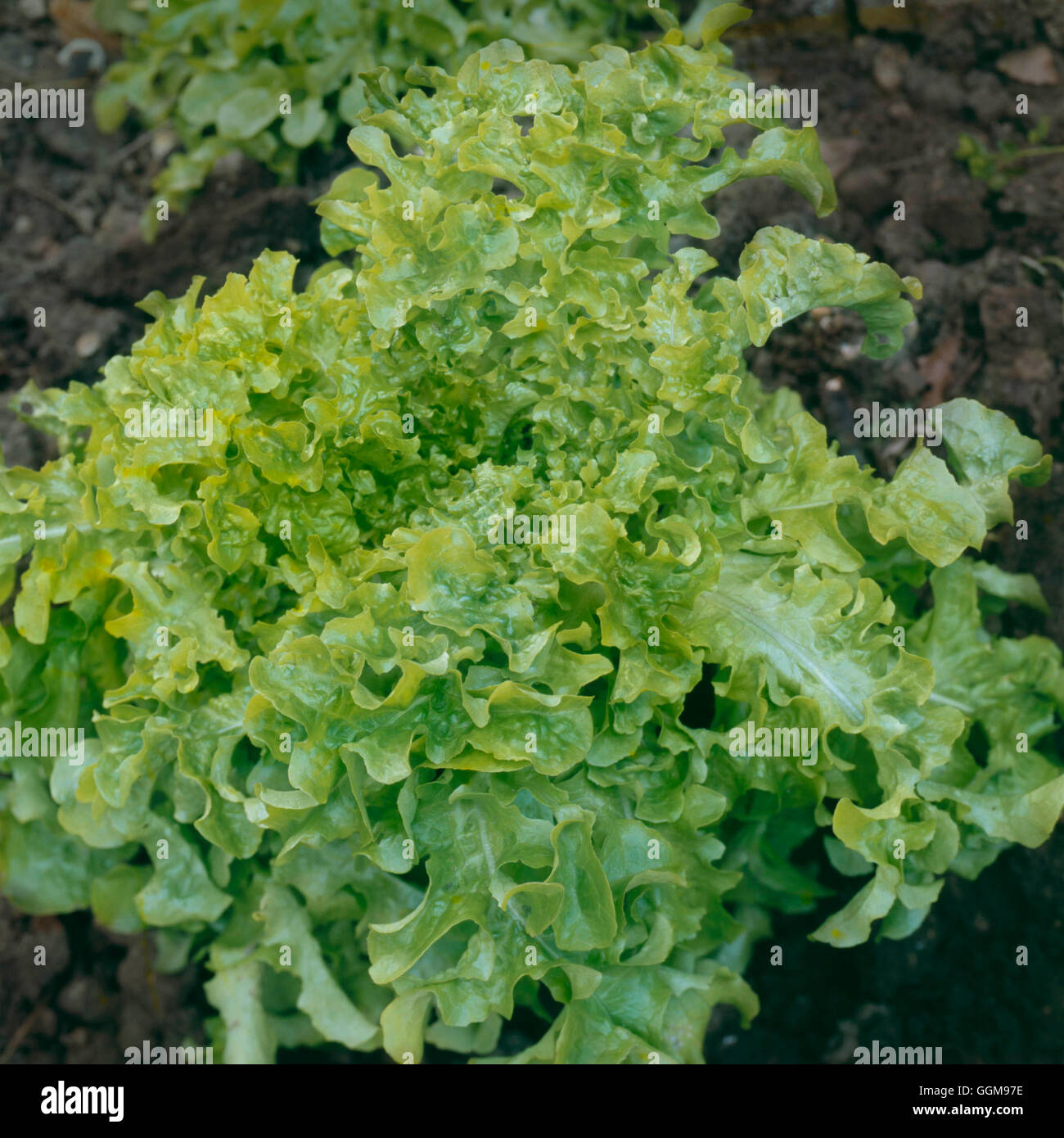 Lattuga - 'Salad Bowl' VEG074874 Foto Stock