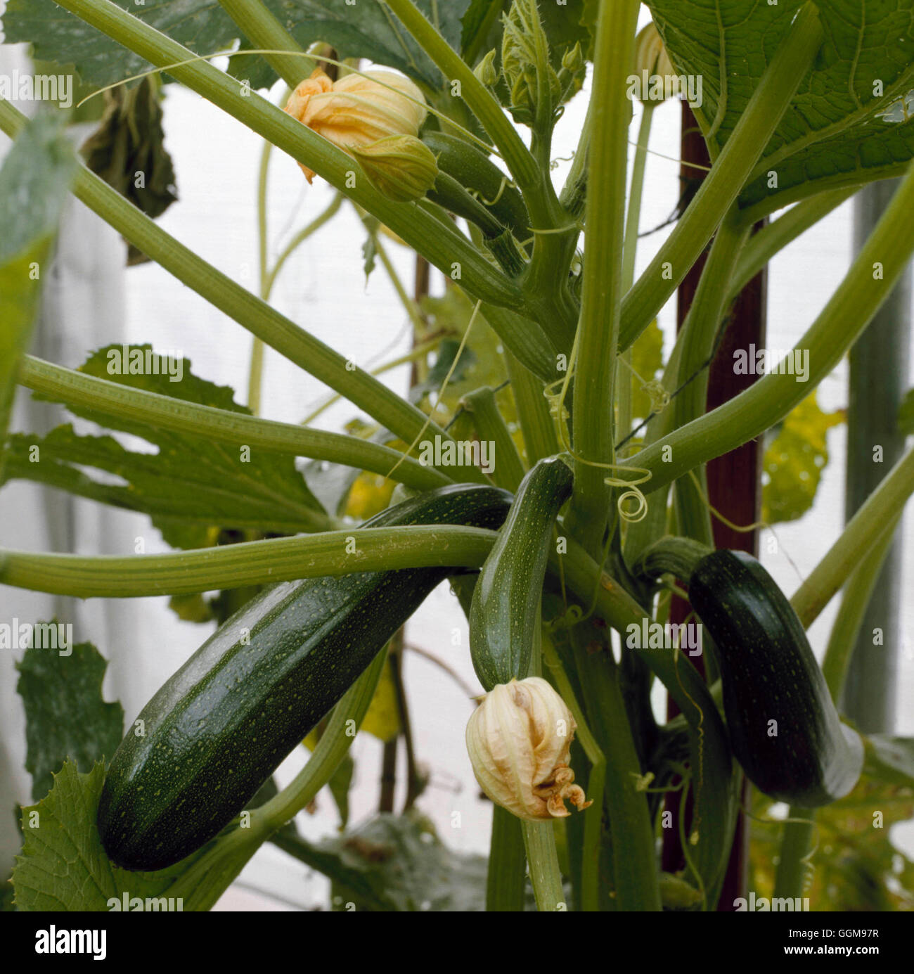 La zucchina - "Tutti macchia verde' VEG078337 Foto Stock