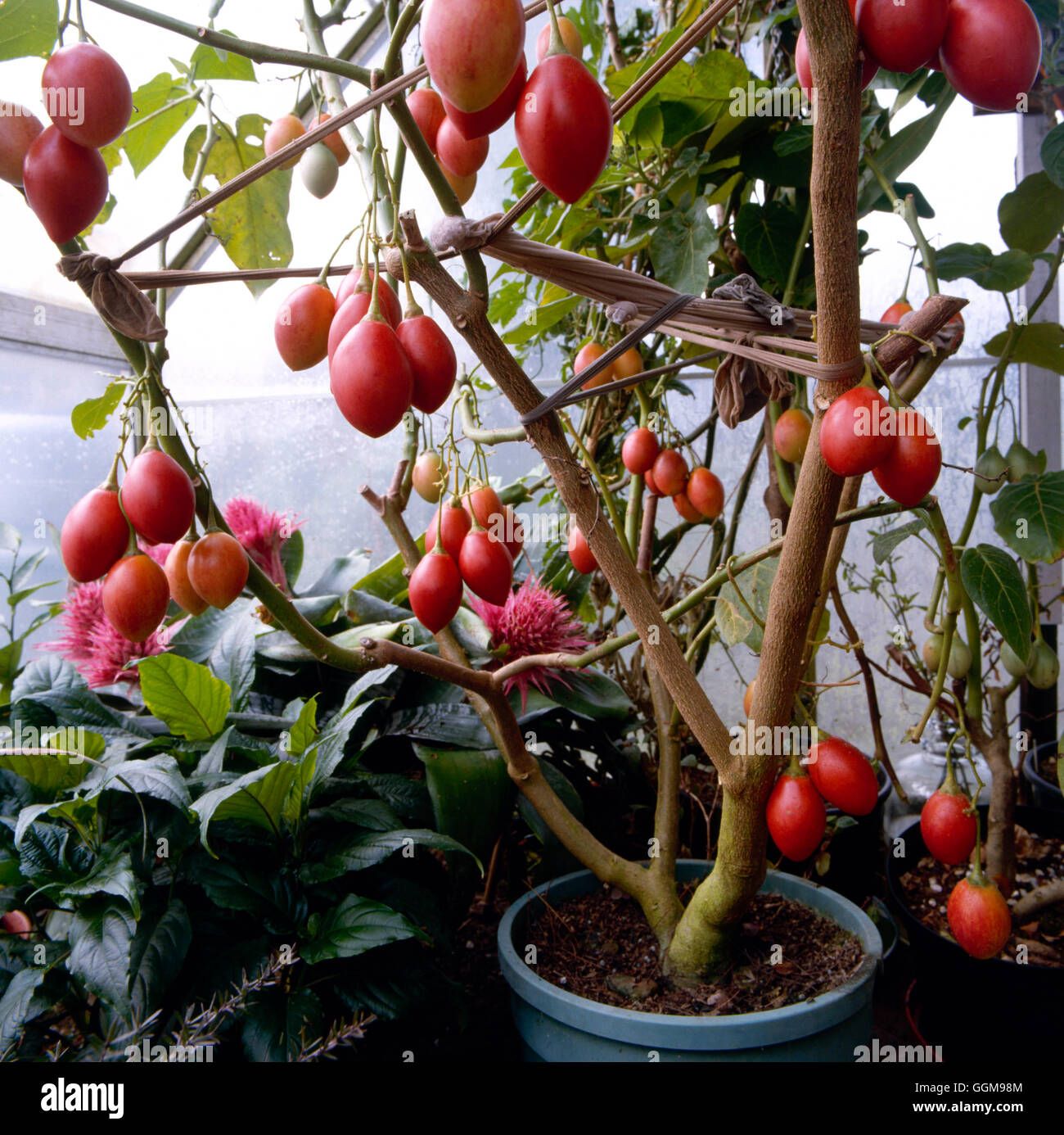 Tamarillo - o albero di pomodoro (Cyphomandra betacea)' VEG081693 ' Foto  stock - Alamy