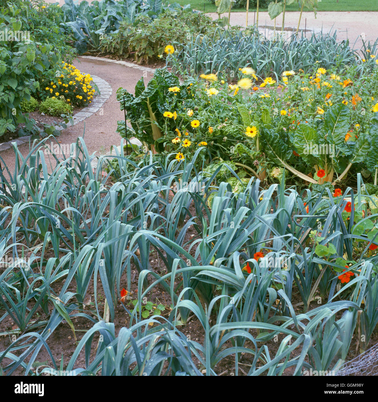 Il Porro - "Bleu de Solaize' VEG085885 Foto Stock