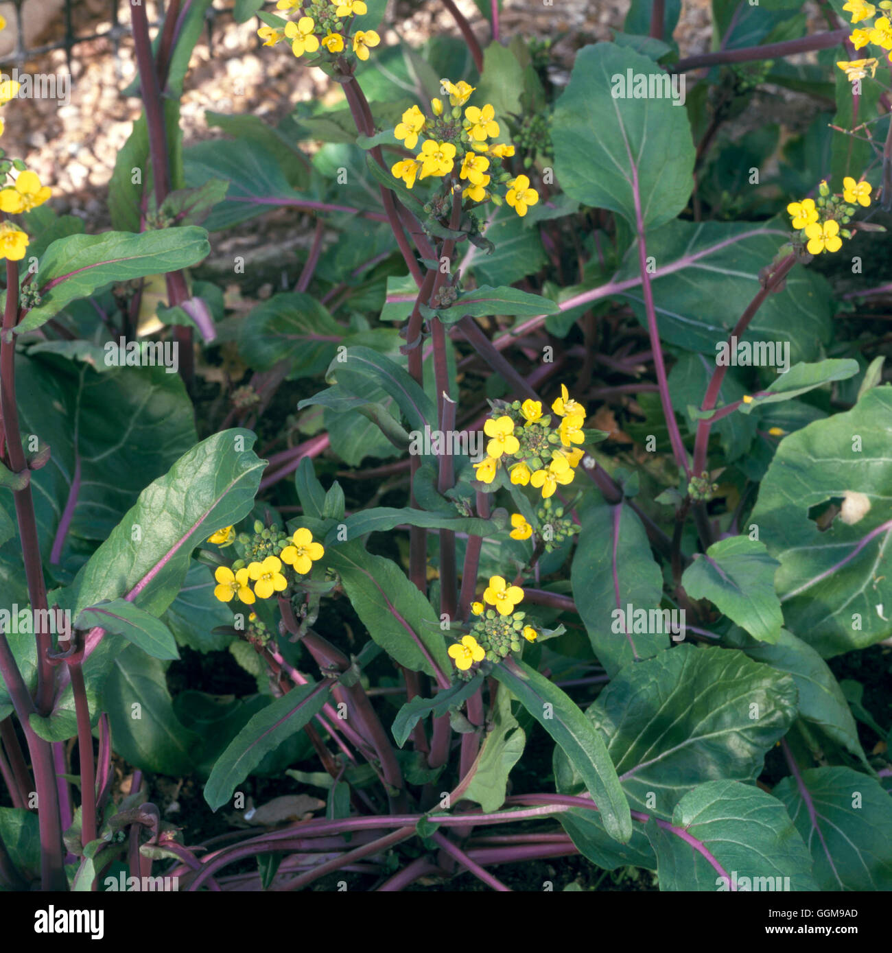 Verdure orientali - Choy somma "viola" fiorito (HDRA - organico) VEG093255 Horticultur foto Foto Stock