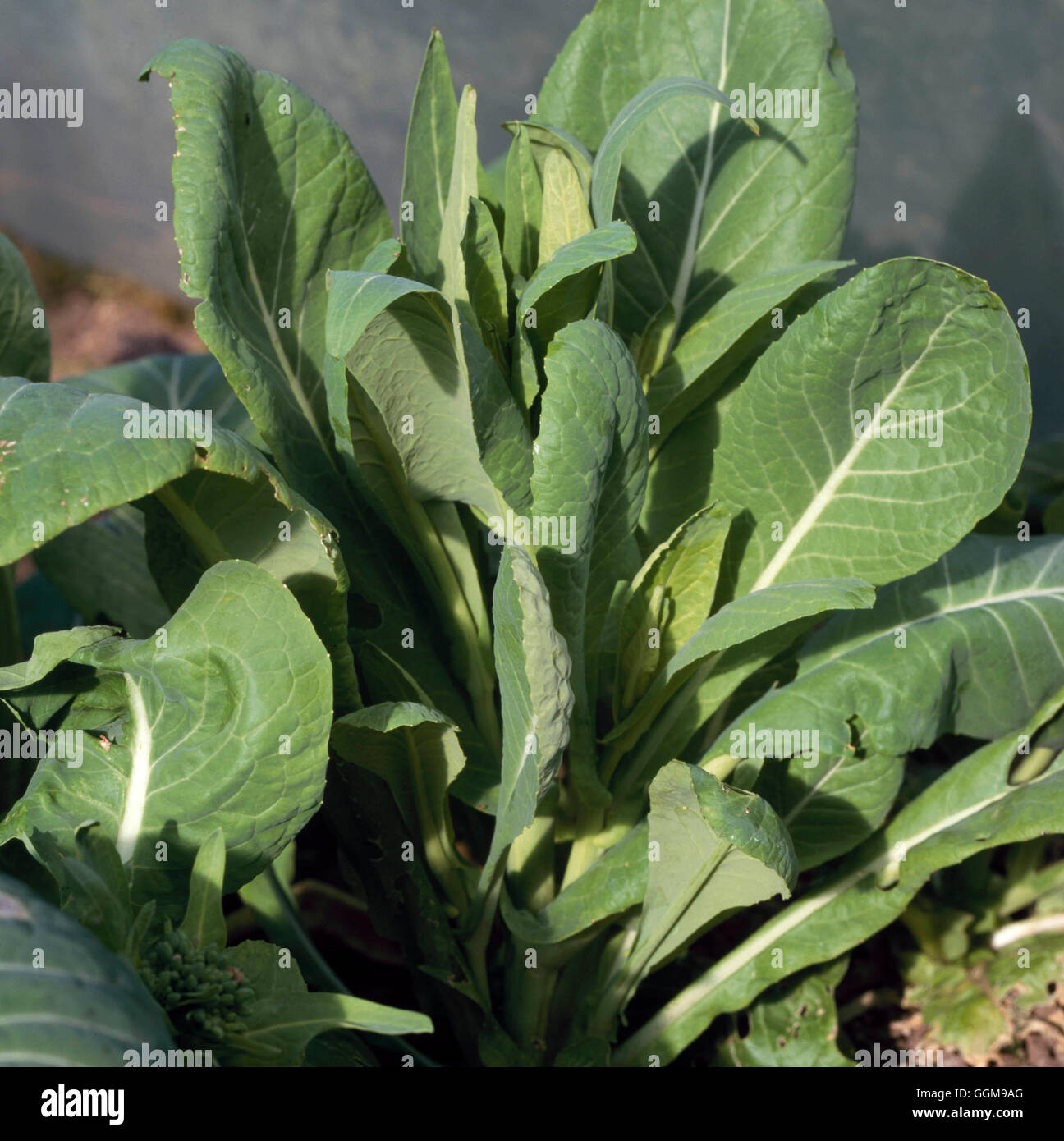 Verdure orientali - Komatsuna/spinaci senape (HDRA - organico)- - (Brassica rapa var. pervidis) VEG Compuls093318 Foto Stock