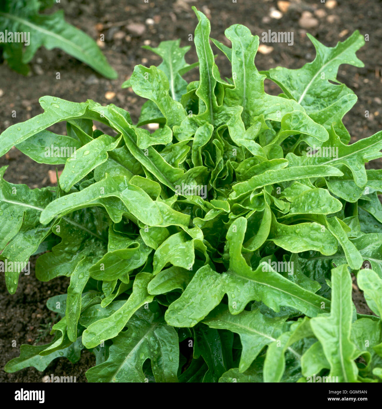 Lattuga - "Catalogna" (HDRA - organico) VEG096016 Foto Stock