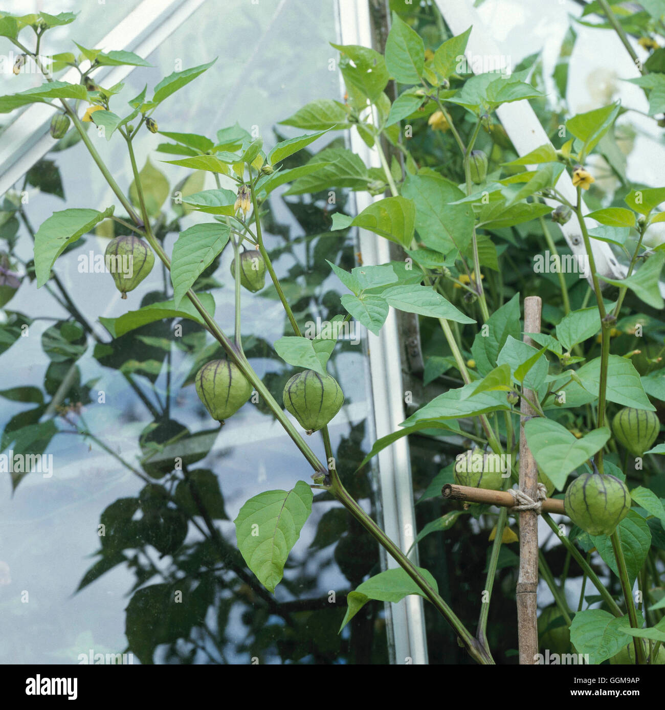 Tomatillo - Viola (HDRA - organico) VEG096017 Foto Stock