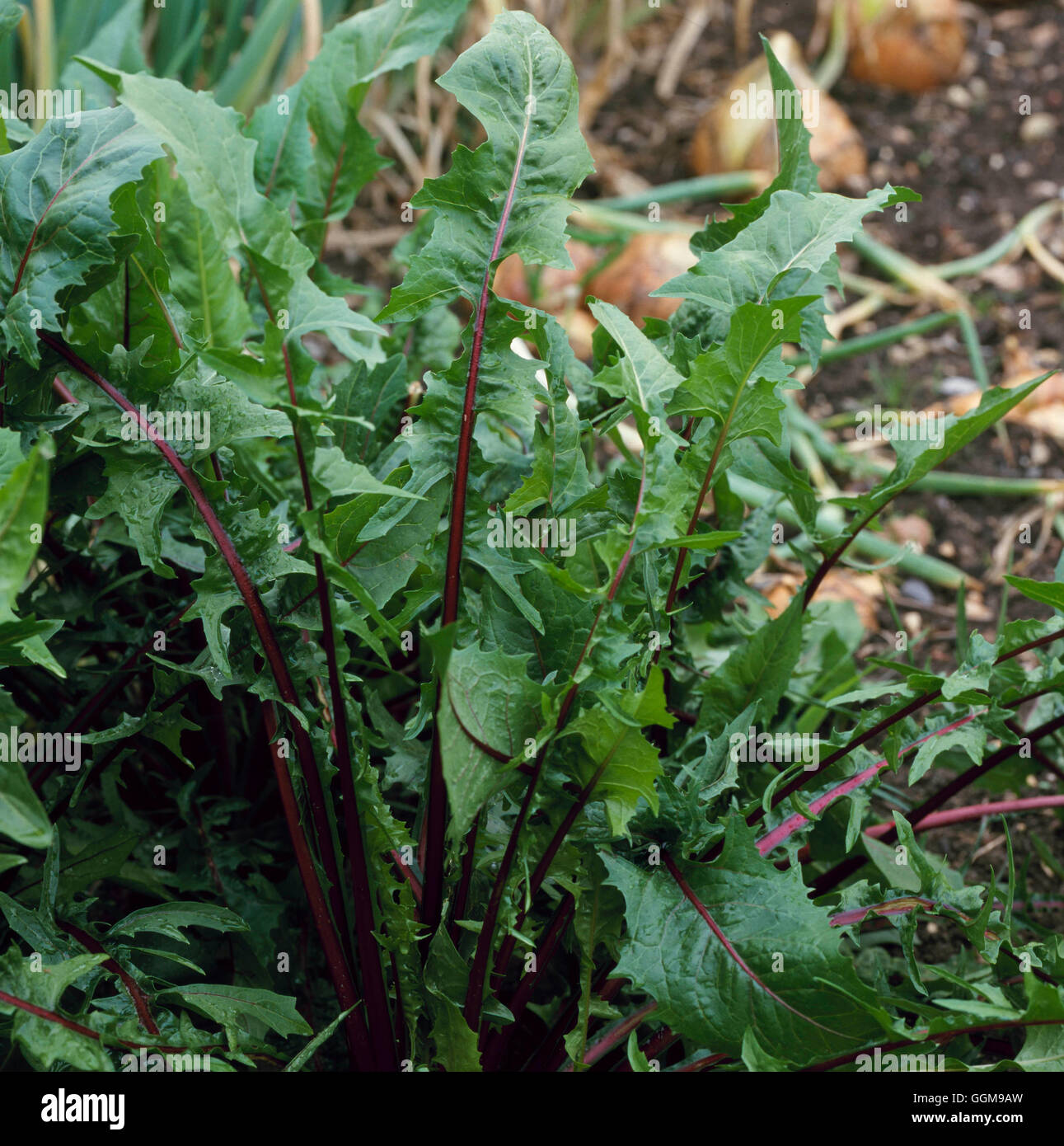 Le cicorie di Bruxelles - Italiano Dandilion 'Rosso costola' (HDRA - organico) VEG096022 Foto Stock